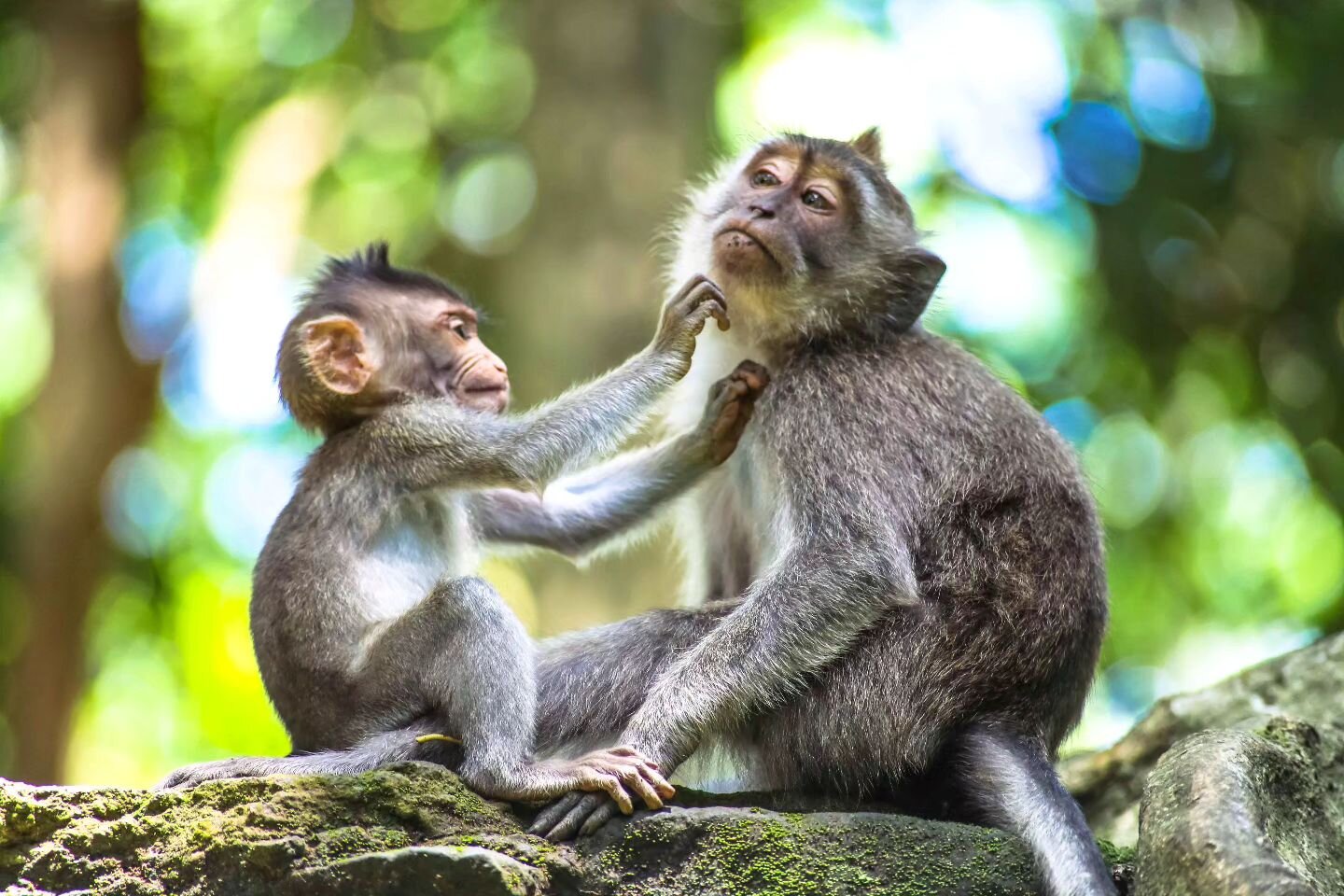 Monkey business 🐵😎
🇮🇩 Bali, Indonesia 2013.
.
.
.
.
.
.
.
.
#travel #travelphotography #monkeytemple #bali #travelingthroughtheworld #colorphotography #awesomeearth #photography #travelasia #beauty #ig_photooftheday #photooftheday #island #postca