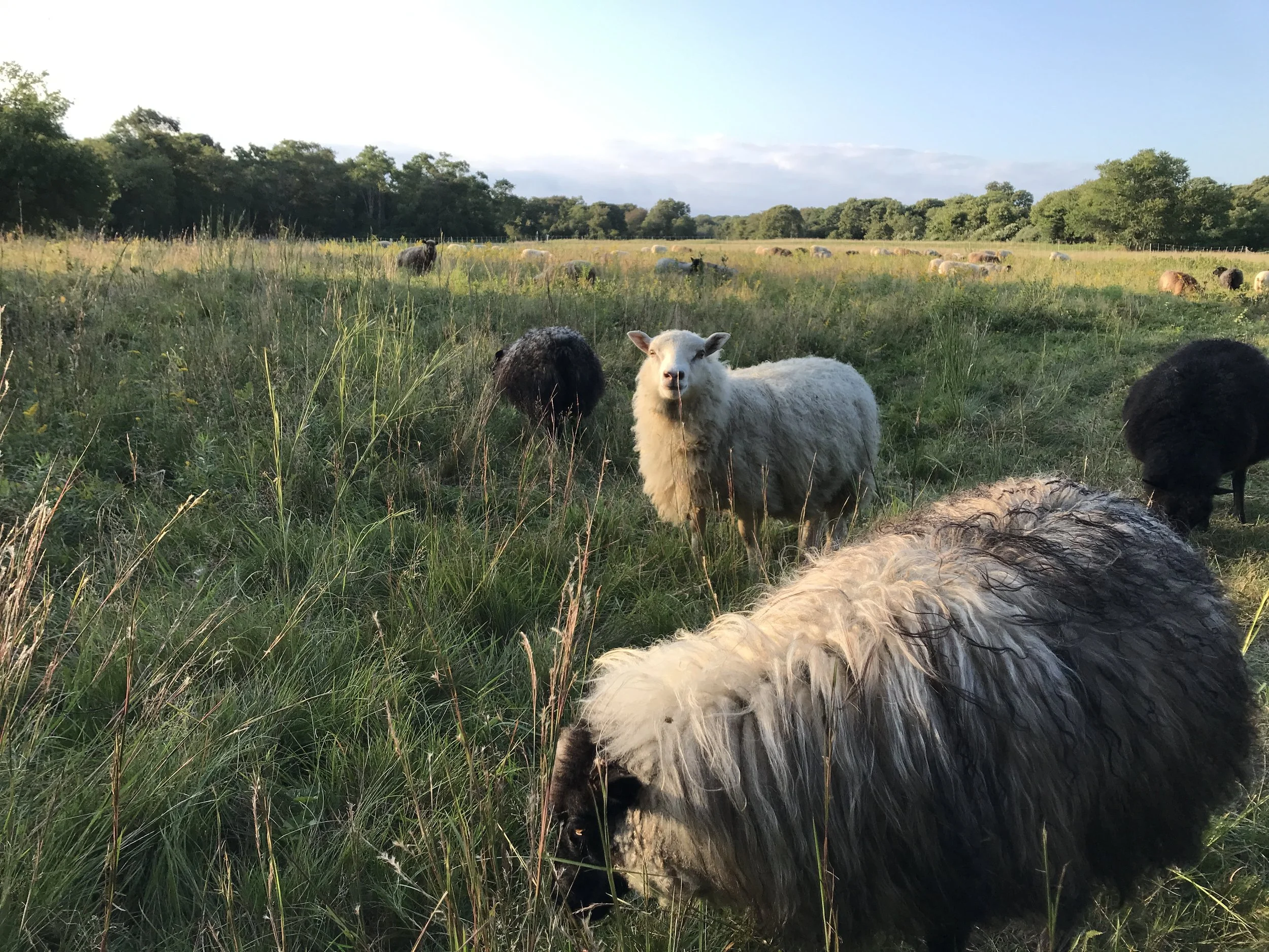 Sheep grazing in a grassy field with trees in the background during daylight.
