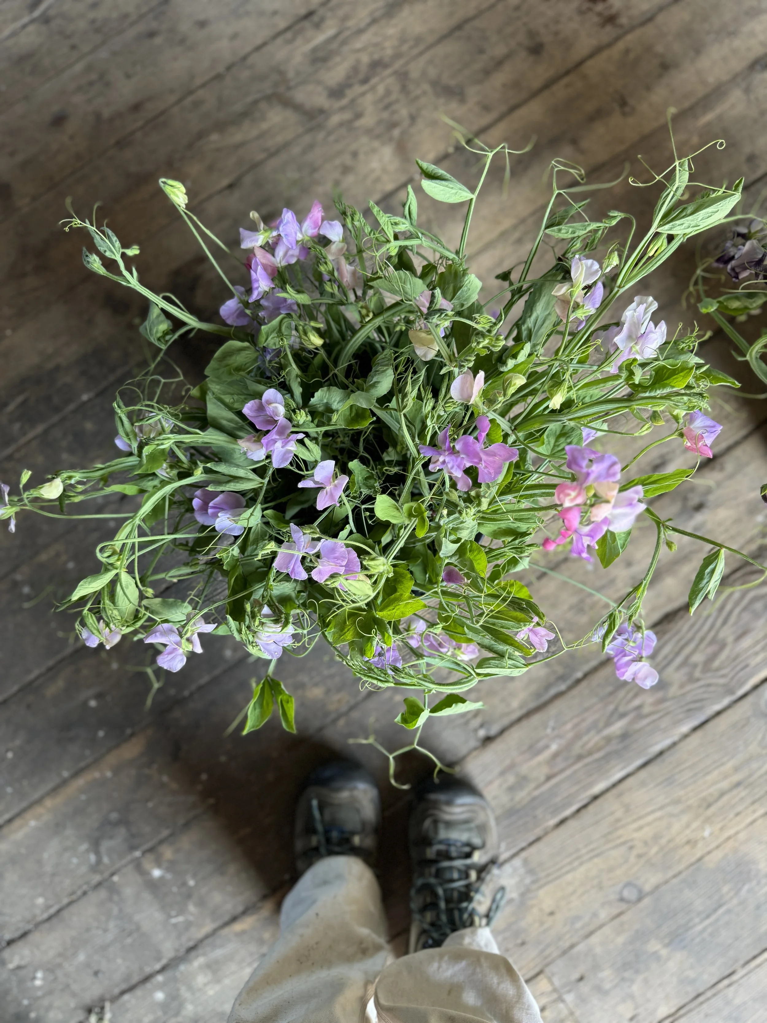 View looking down at a pair of hiking shoes on a wooden floor, with a crooked-necked bouquet of purple and pink flowers in the center of the image.
