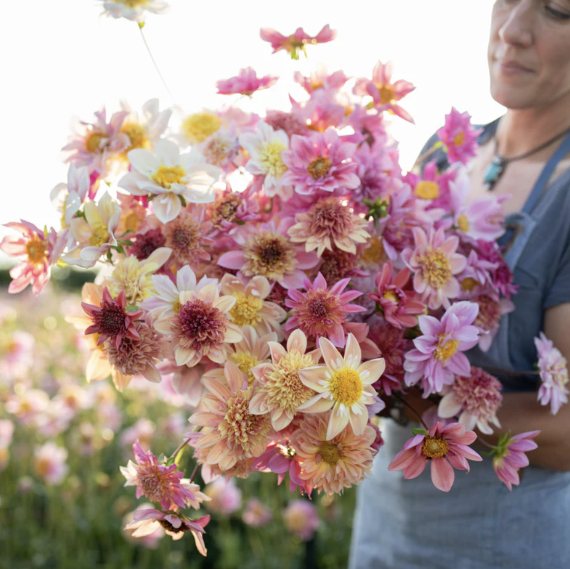 Dahlia 'Floret Saved Tubers'
