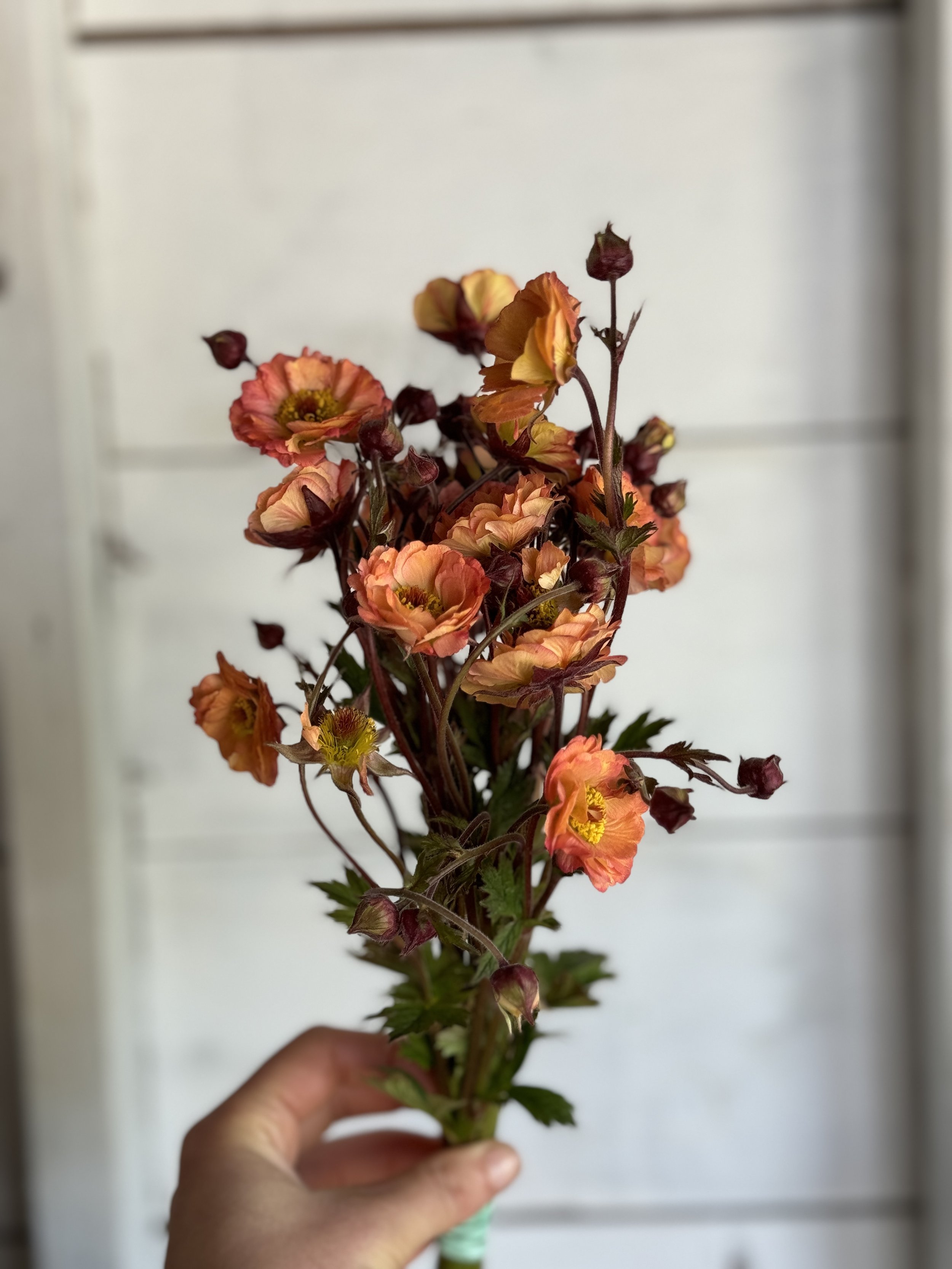 A person holding a bouquet of orange and yellow flowers with green leaves against a blurred white background.
