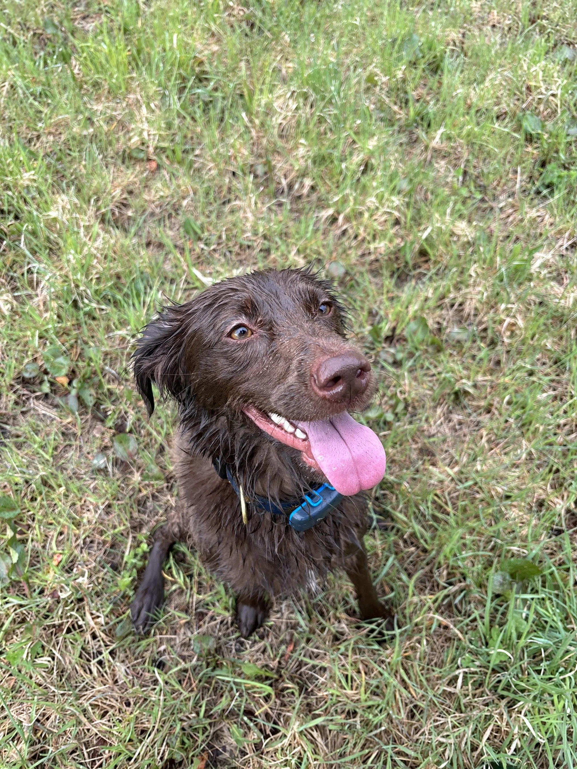 A wet brown dog with its tongue out, sitting on grass in an outdoor setting.