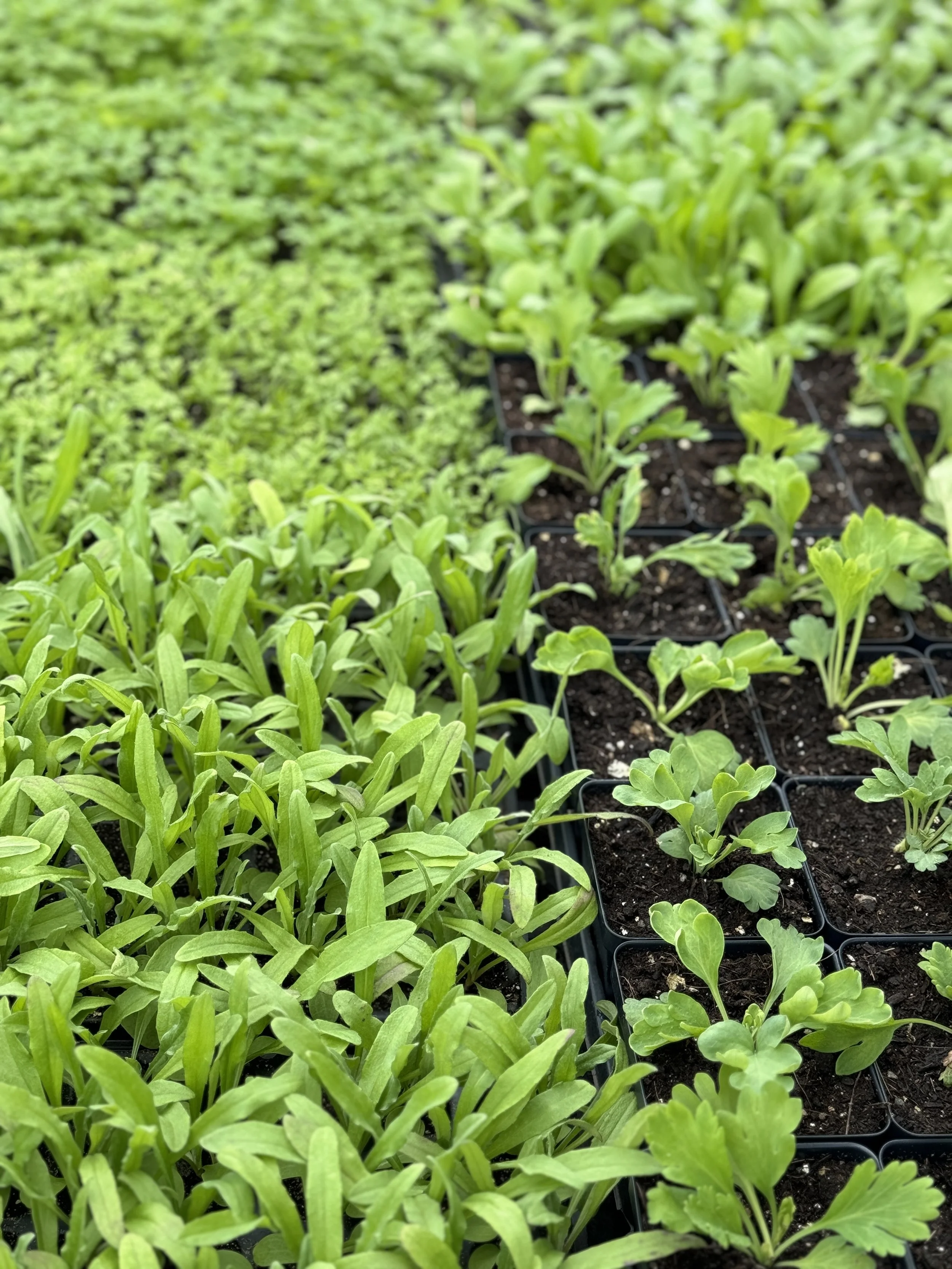 Rows of young green seedlings growing in soil-filled trays at a garden or nursery.