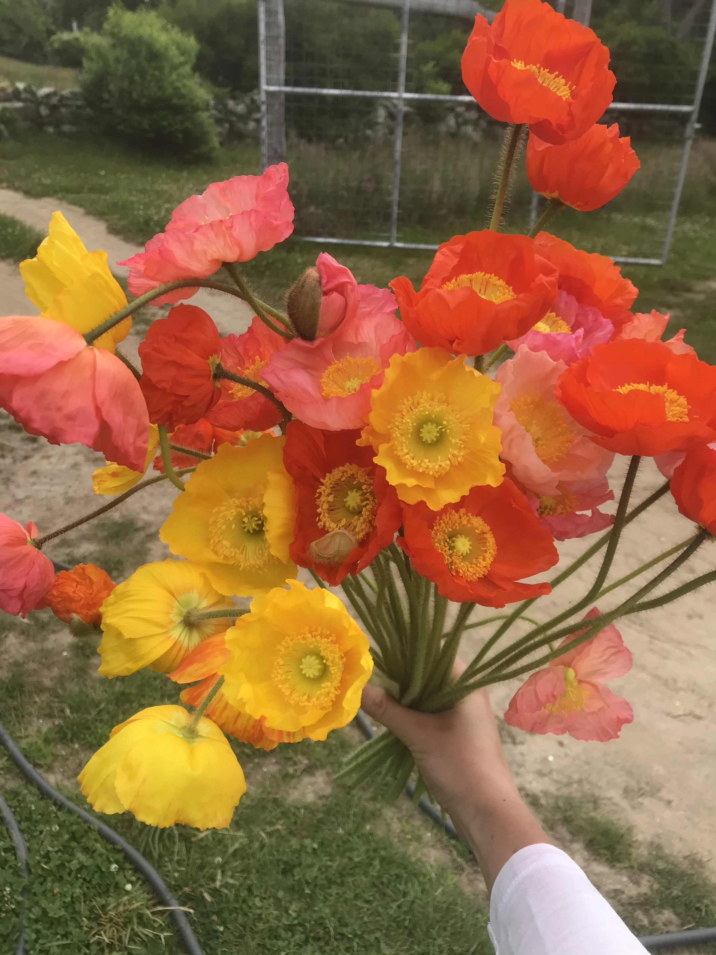 A person holding a vibrant bouquet of multicolored poppies, including yellow, orange, pink, and red, outdoors with a grassy area, dirt path, and a chain-link fence in the background.