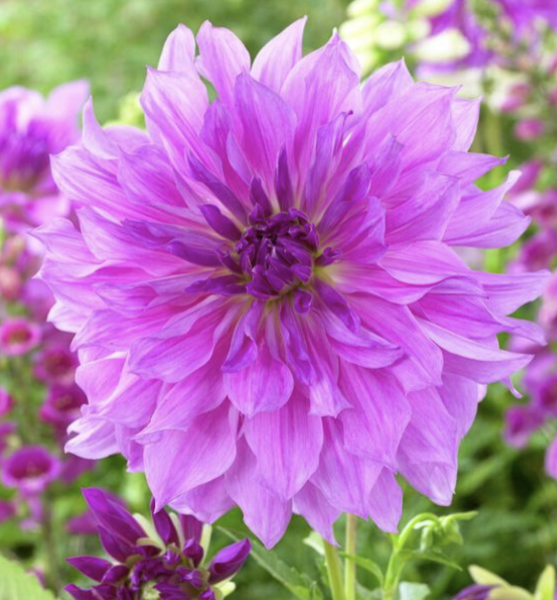 Dahlia 'Lavender Ruffles'