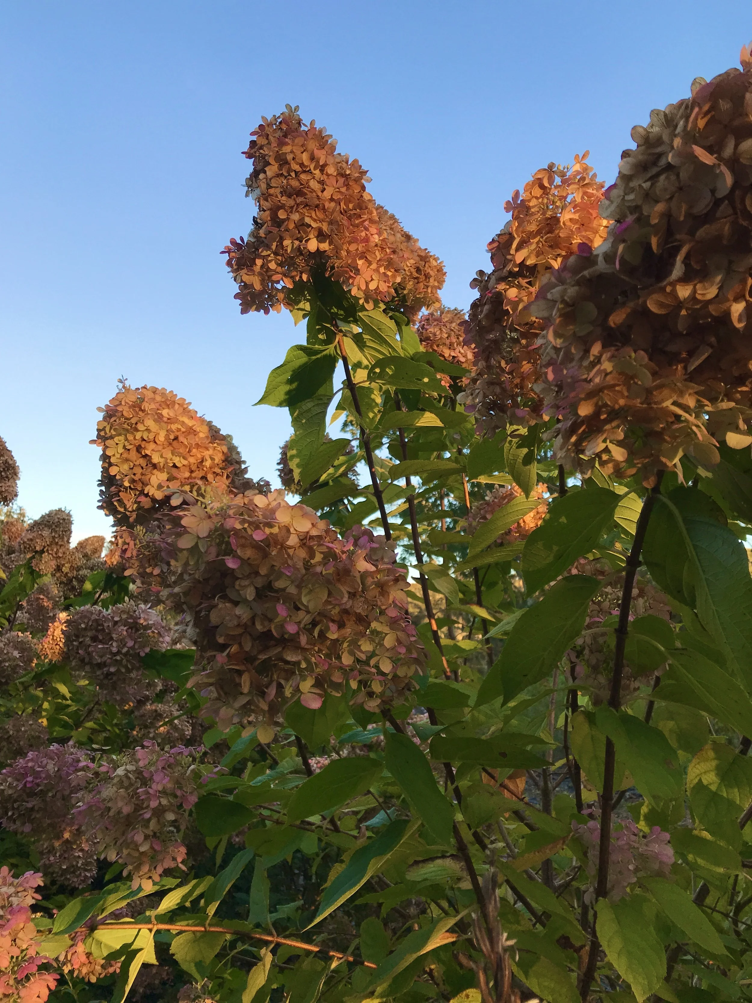 Close-up of pink and brown hydrangea flowers on green foliage against a clear blue sky.
