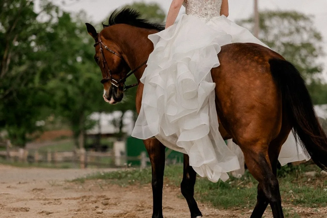 One of my favorite sessions. Give me all of the horses 😍
