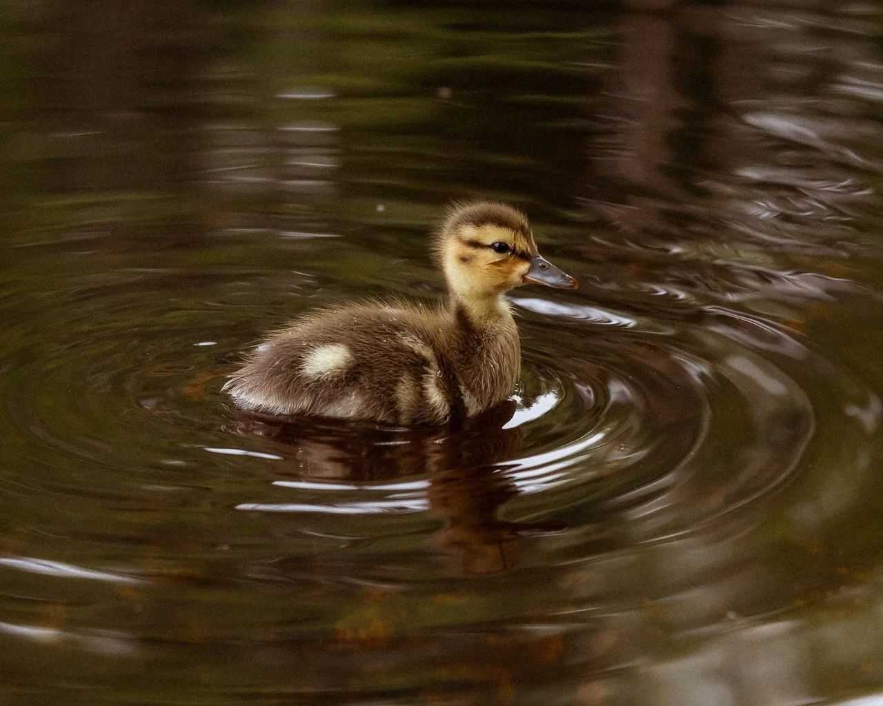 Most days I feel like the lone duckling. Just trying to survive. Knowing that no one is coming to save me. Then I remember we&rsquo;re all in the same boat. Most of us have the same end goal, to live our best life with what we&rsquo;ve been given. So