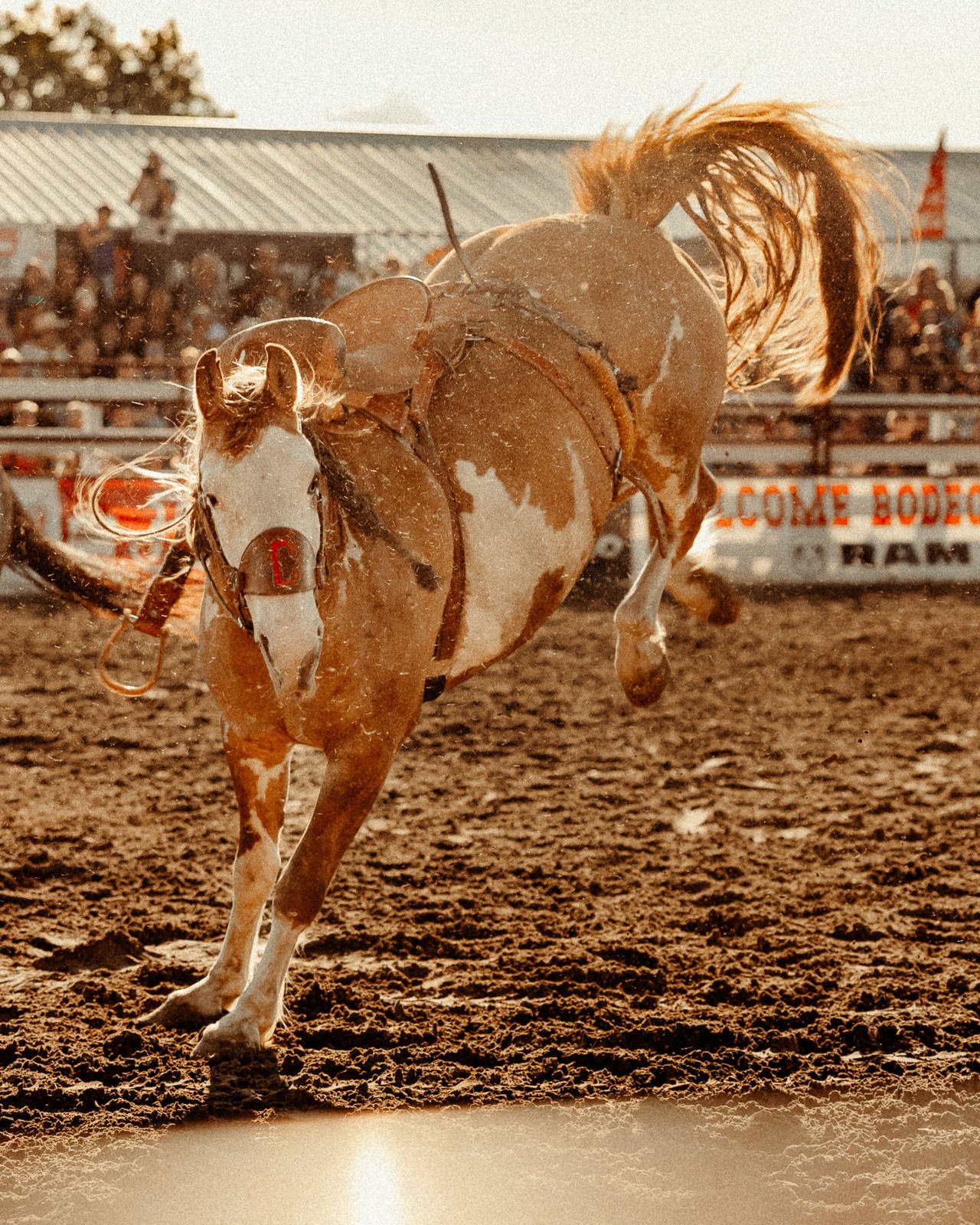 Bucking bronc at goshen stampede rodeo