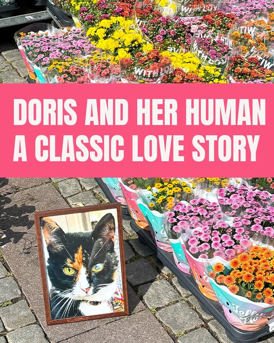 I&rsquo;ve had both dogs and cats, but no one has ever meant as much to me as Doris. I was newly divorced and saw a friend&rsquo;s post on Facebook: 

&rdquo;Cat found. If no one takes her, she will be put down within 24 hours.&rdquo; Within a split 