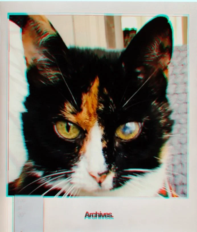Portrait of the authors cat Doris.jpg
