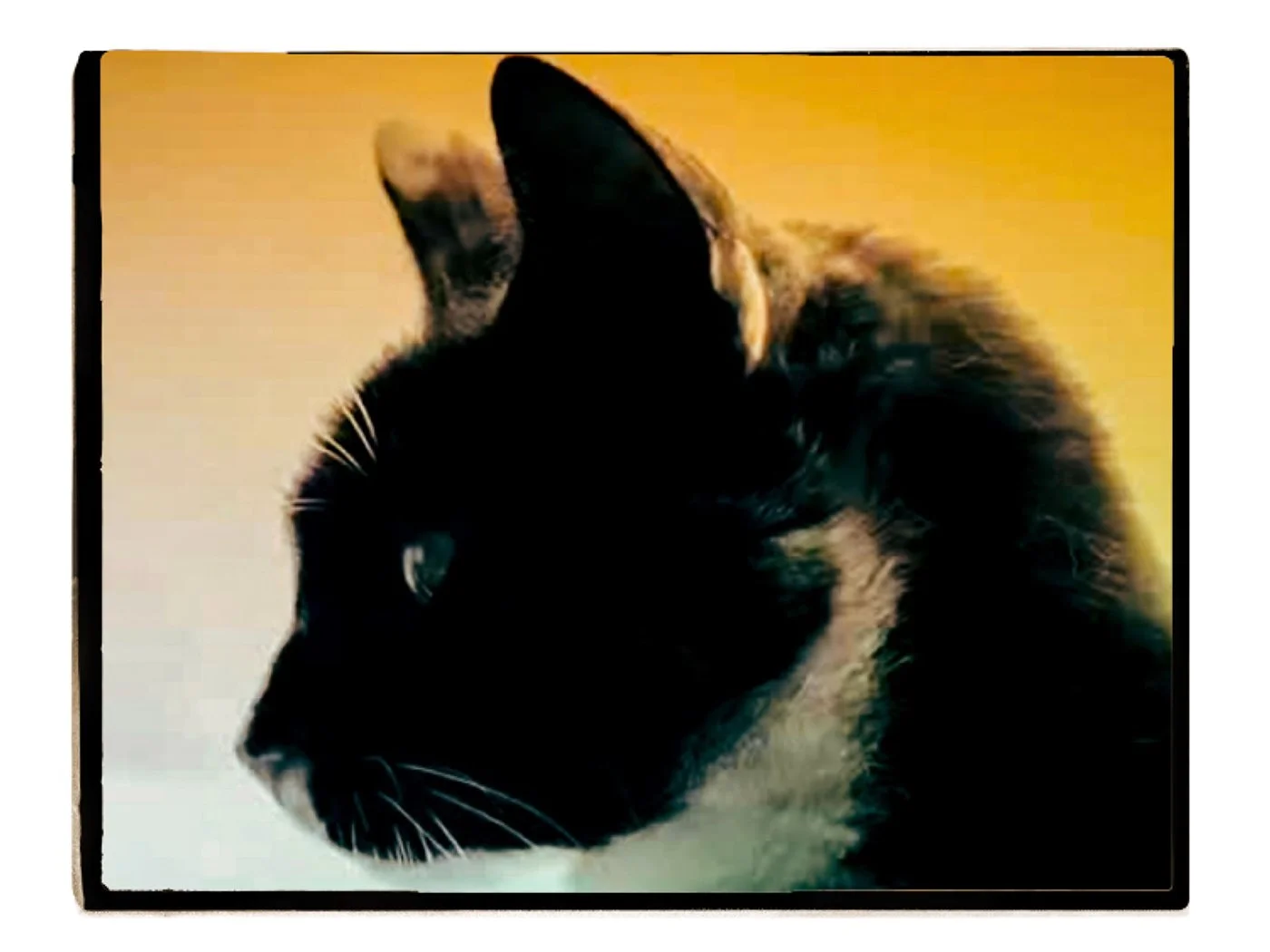 Portrait of a beloved cat named Doris.