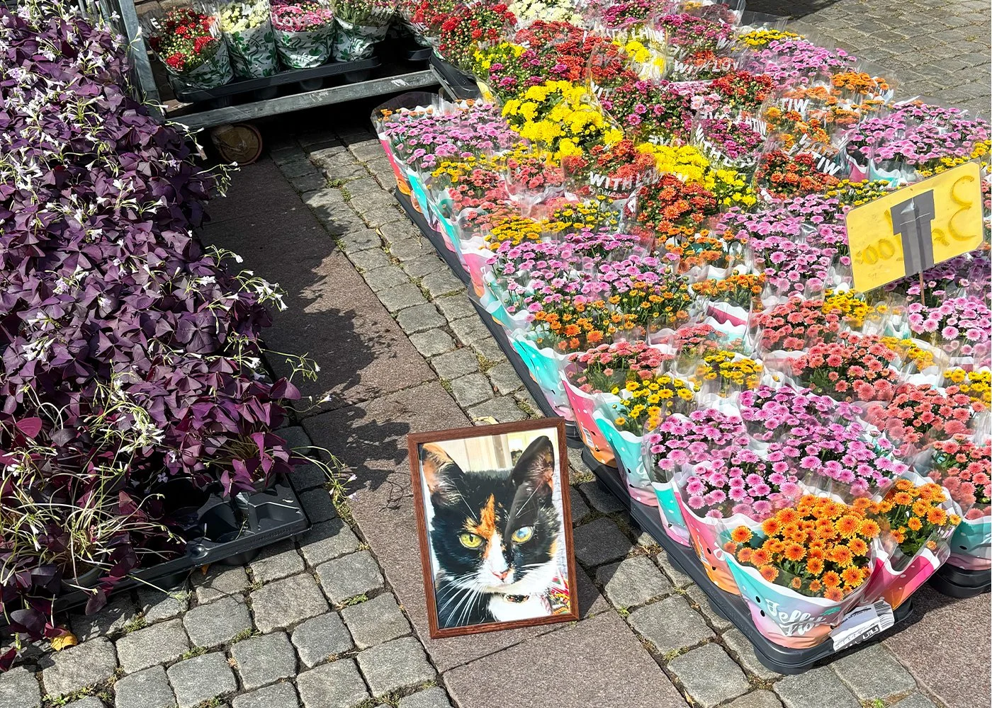 A framed photograph of Doris the cat surrounded by flowers, symbolizing pet loss and grief.
