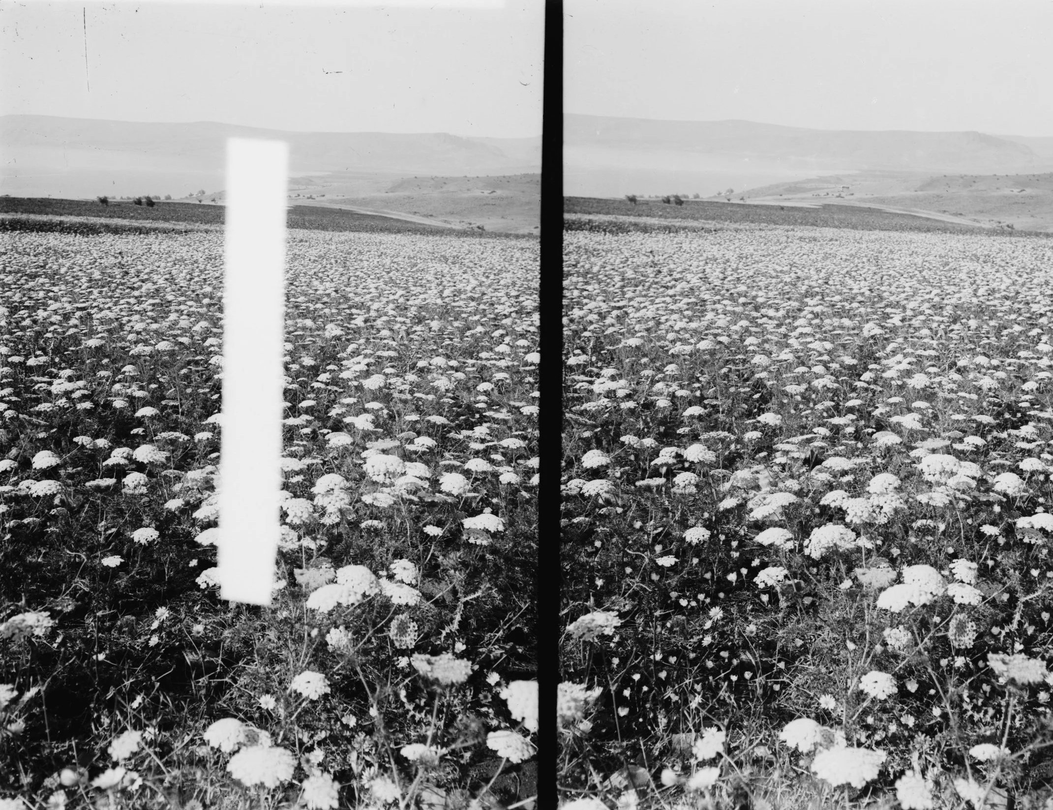 Field Notes From Another Hemisphere     Mary Kelly  