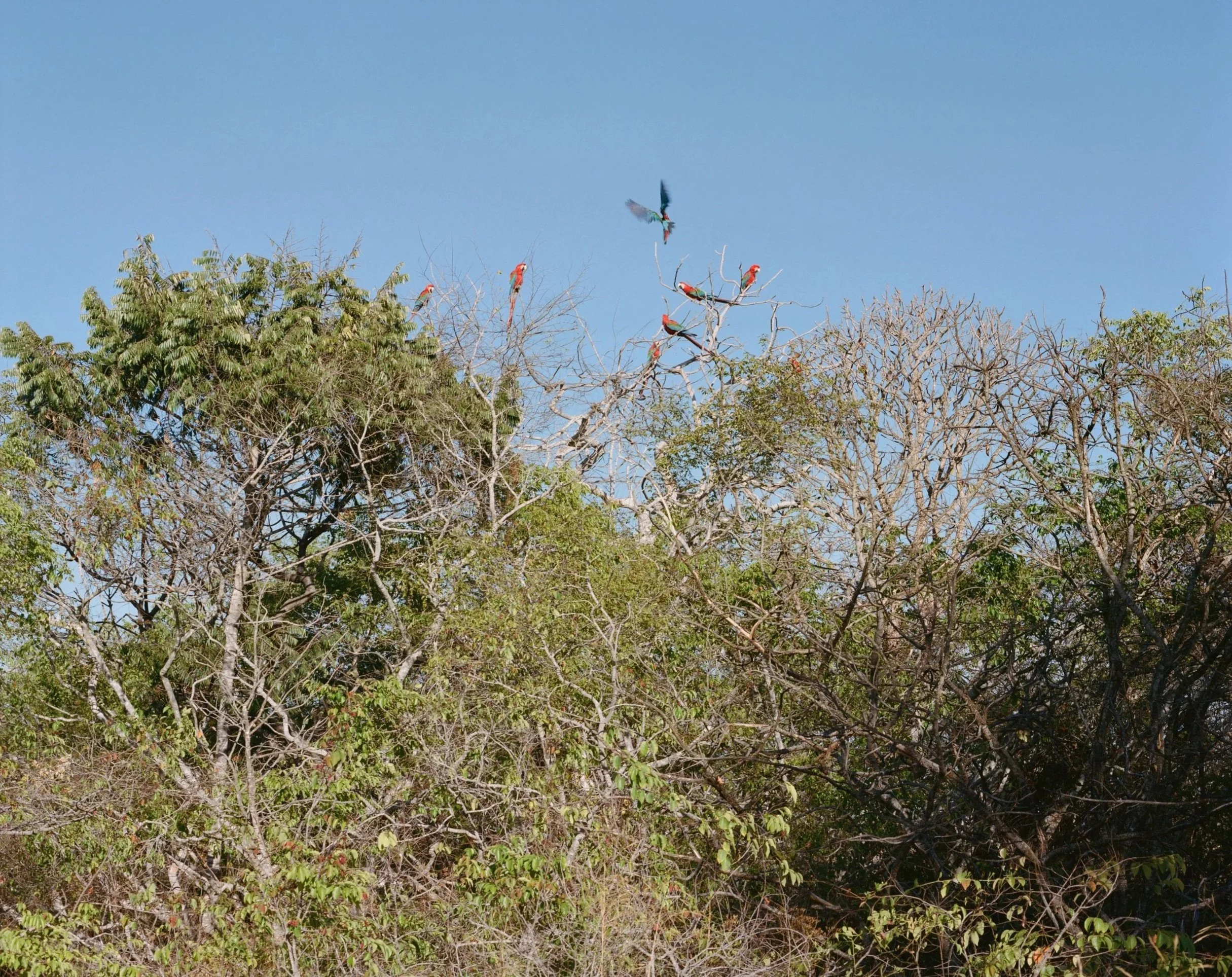 From the Pantanal to the Amazon     Kate Eshelby  