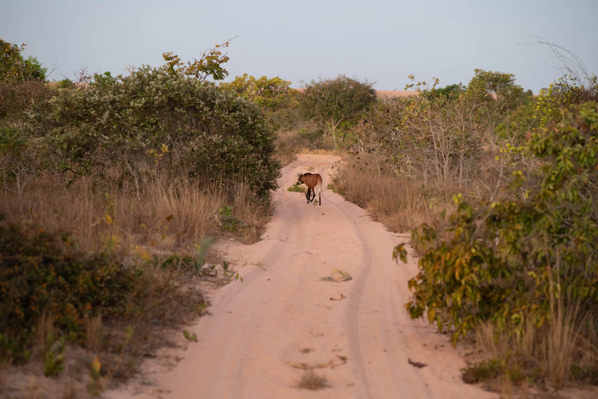 From the Pantanal to the Amazon     Kate Eshelby  