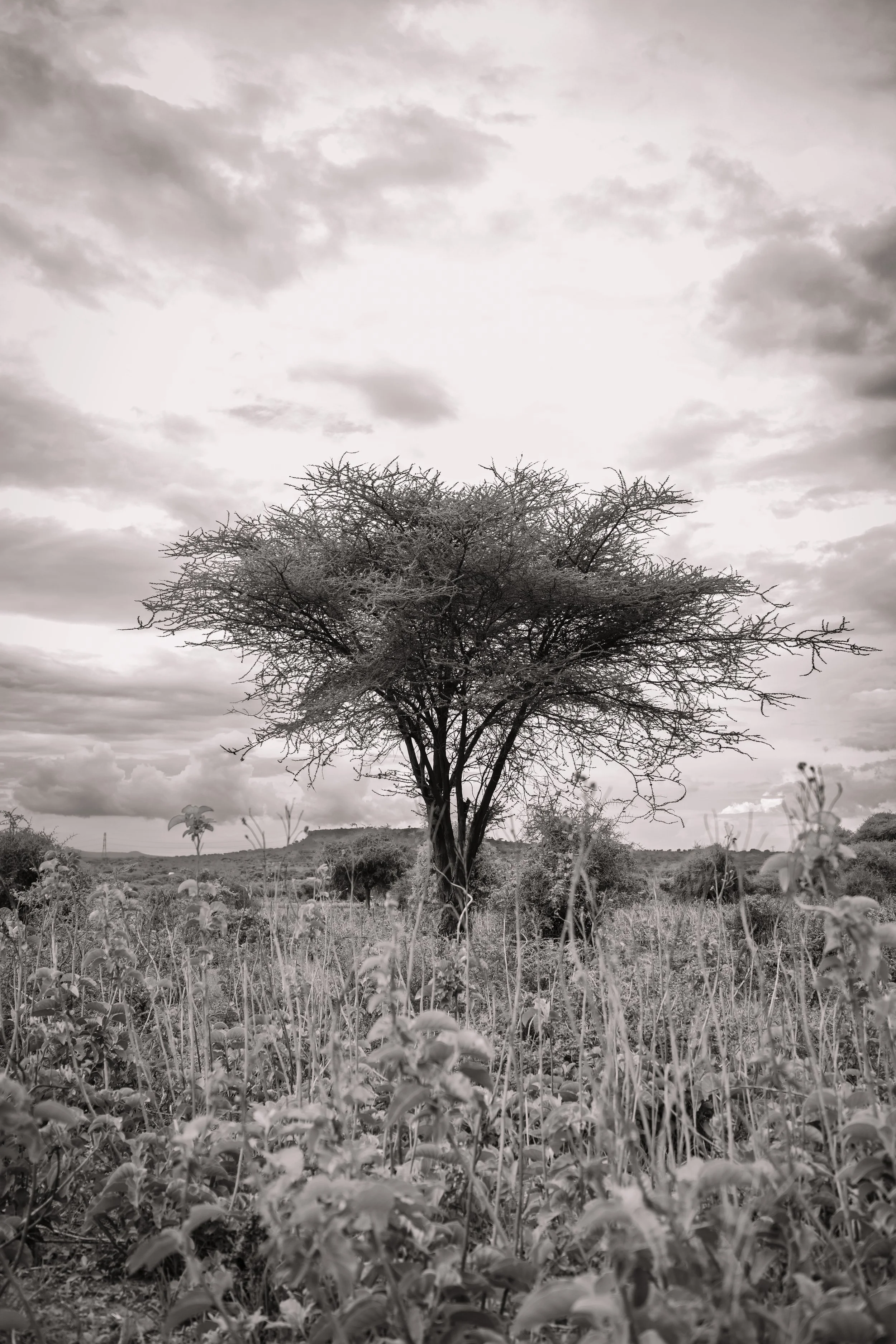 Tanzania 2024-0461.jpg