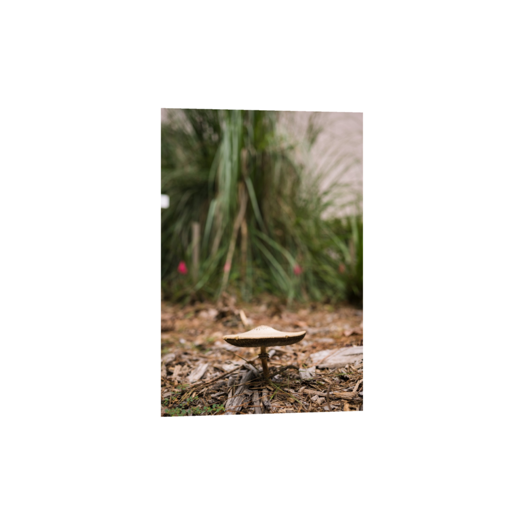 Savannah2024-0209