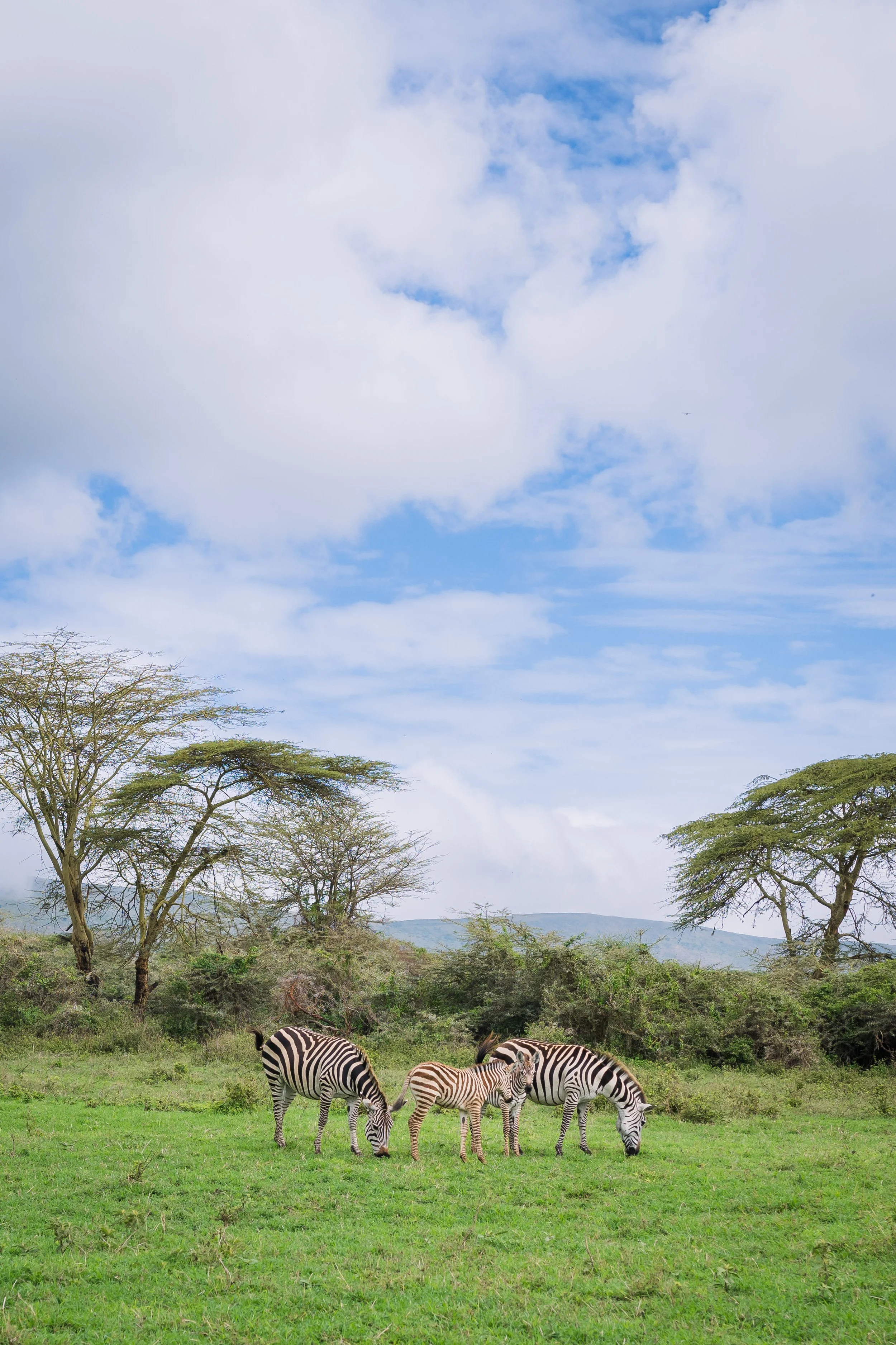 Tanzania 2024-1105.jpg
