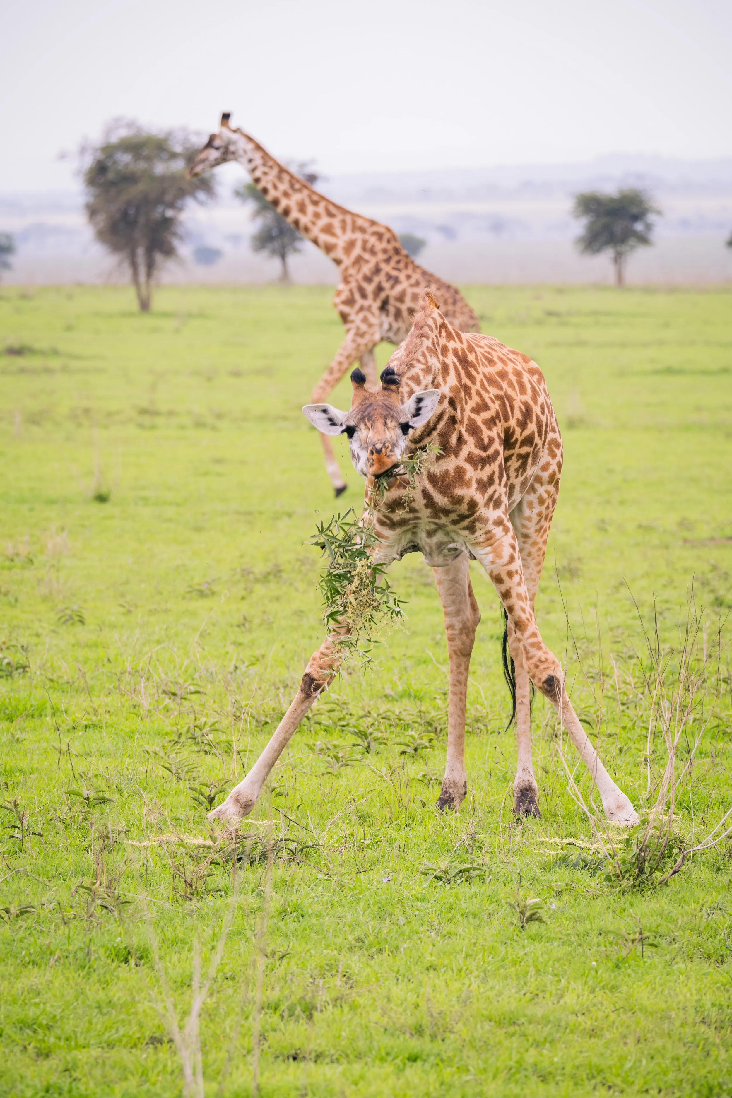 Tanzania 2024-1774.jpg