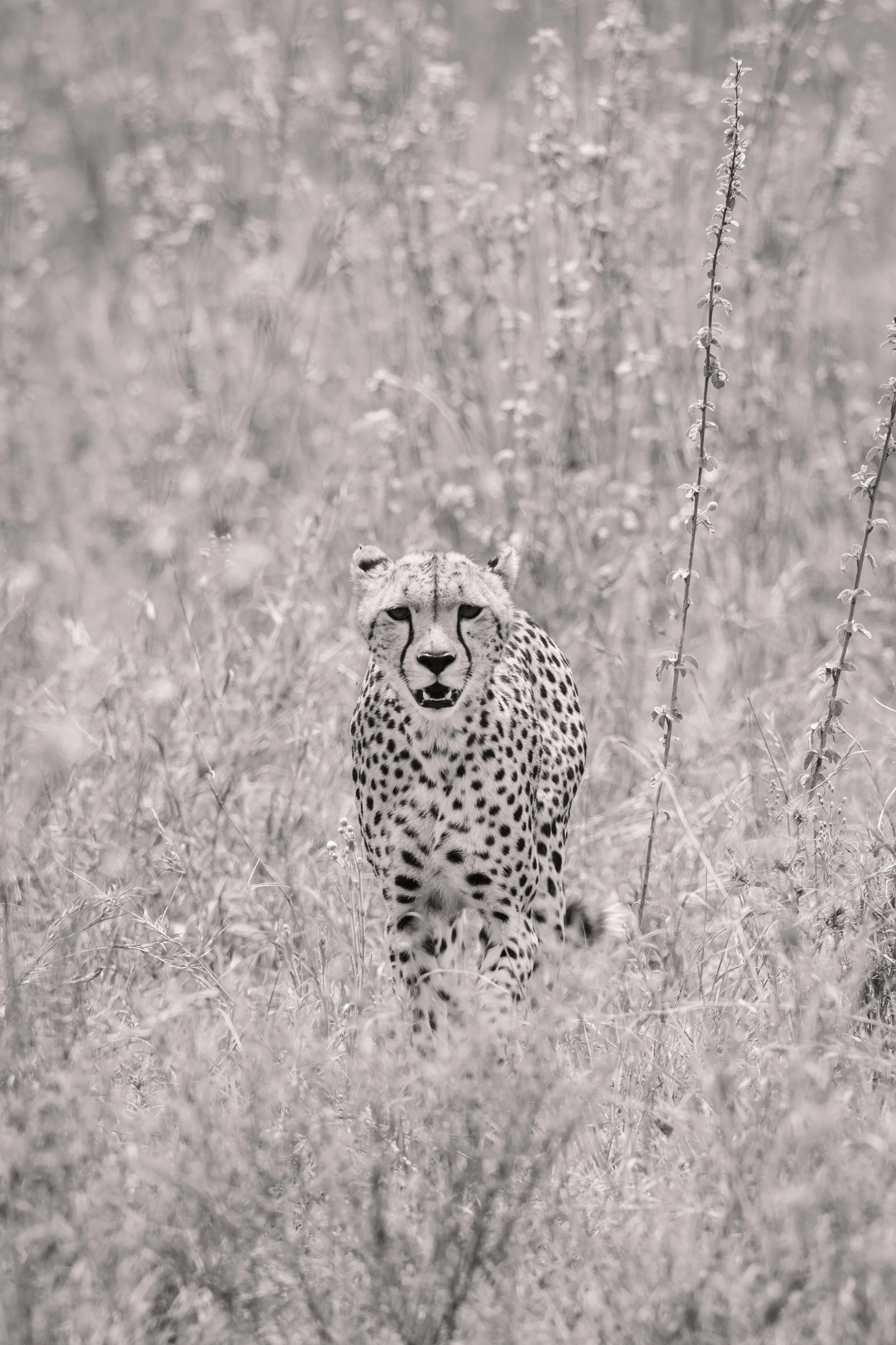 Tanzania 2024-2202.jpg