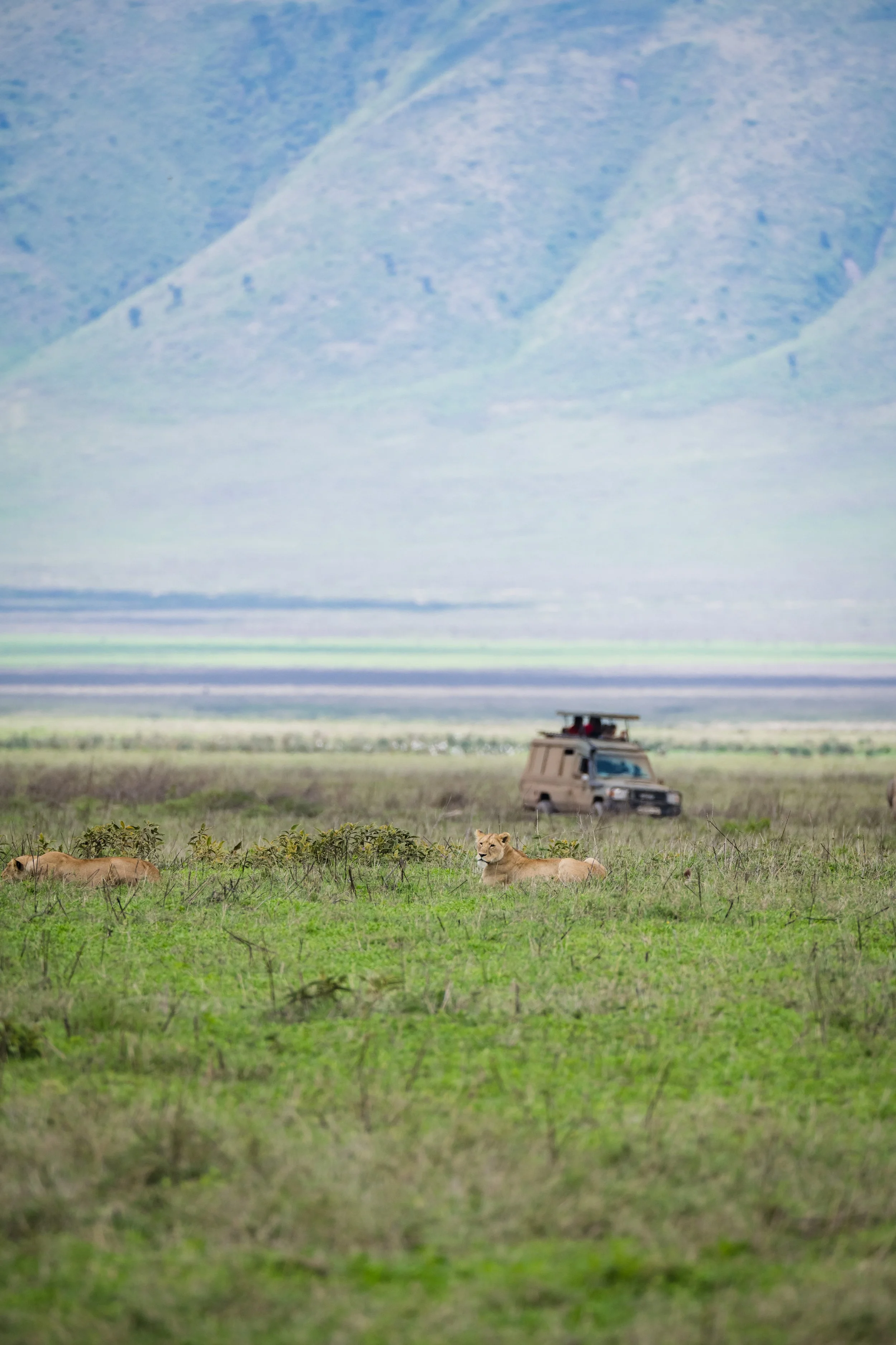 Safari in Tanzania: A Photographer’s Perspective on the Serengeti Experience