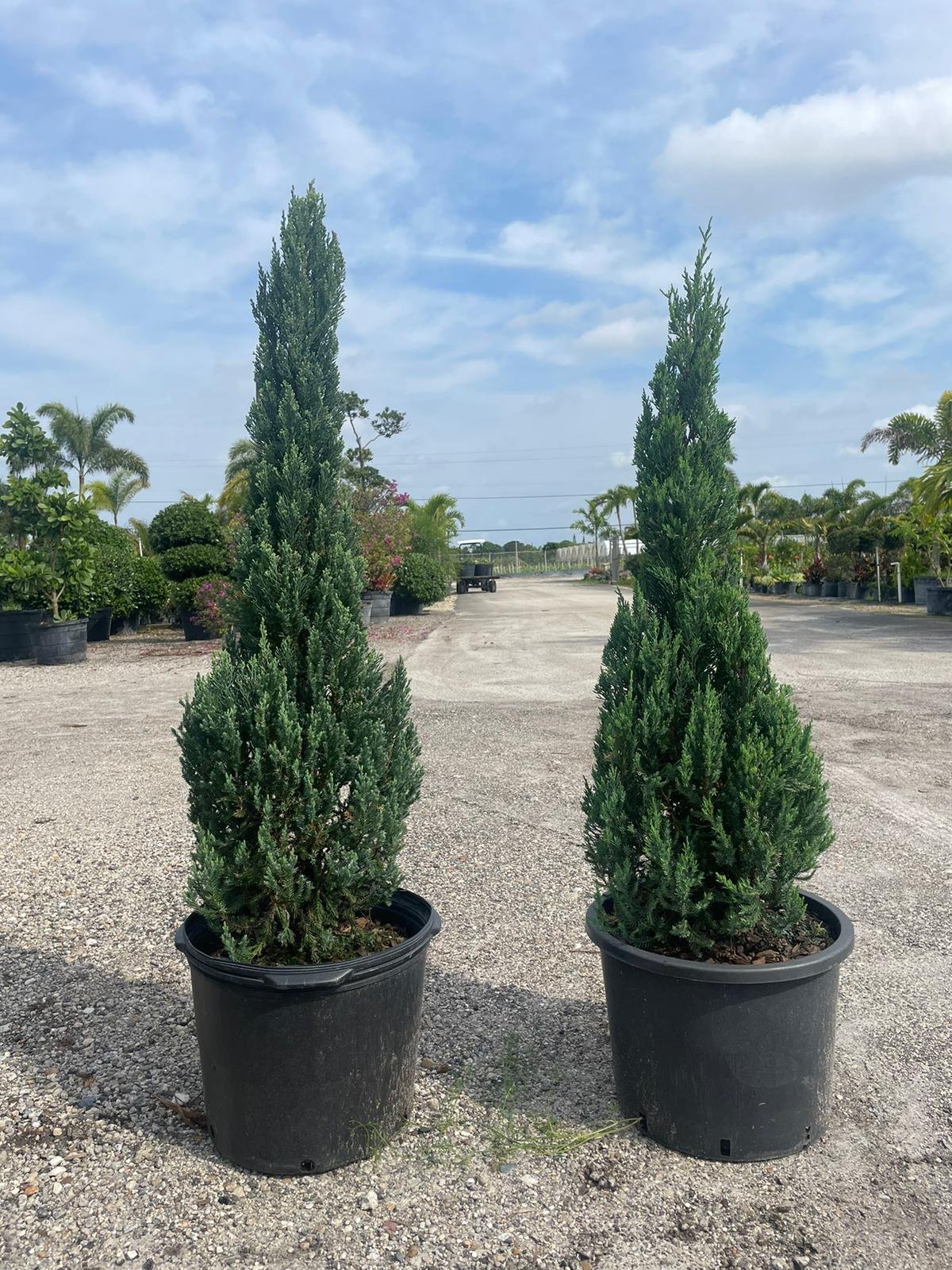 Pines Tree