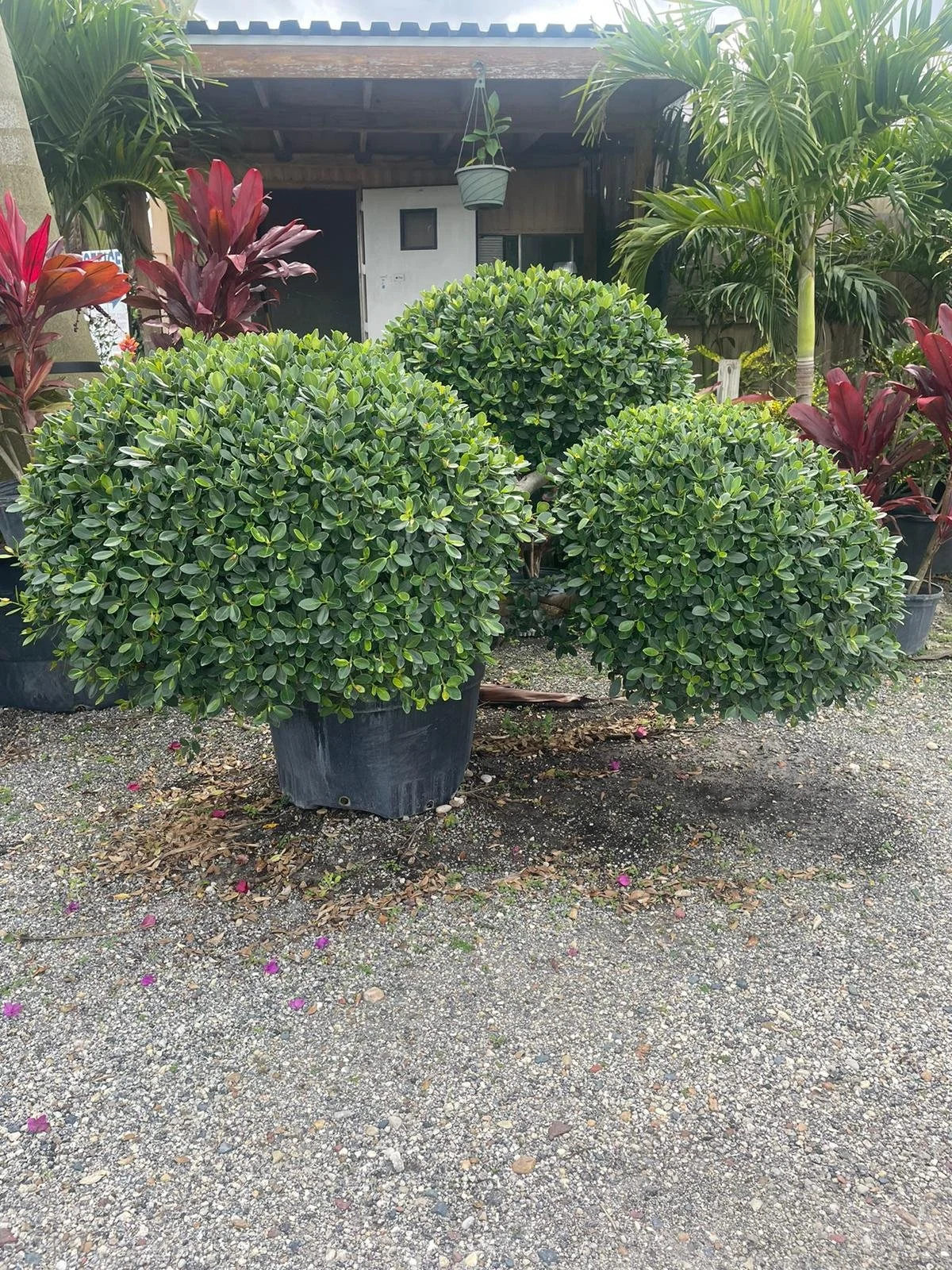 Green Ficus — Arnoldo Nursery and Landscaping