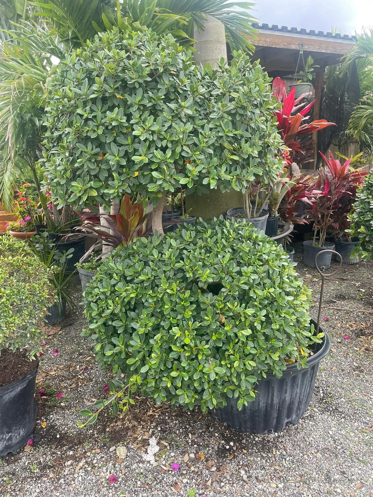 Green Ficus — Arnoldo Nursery and Landscaping