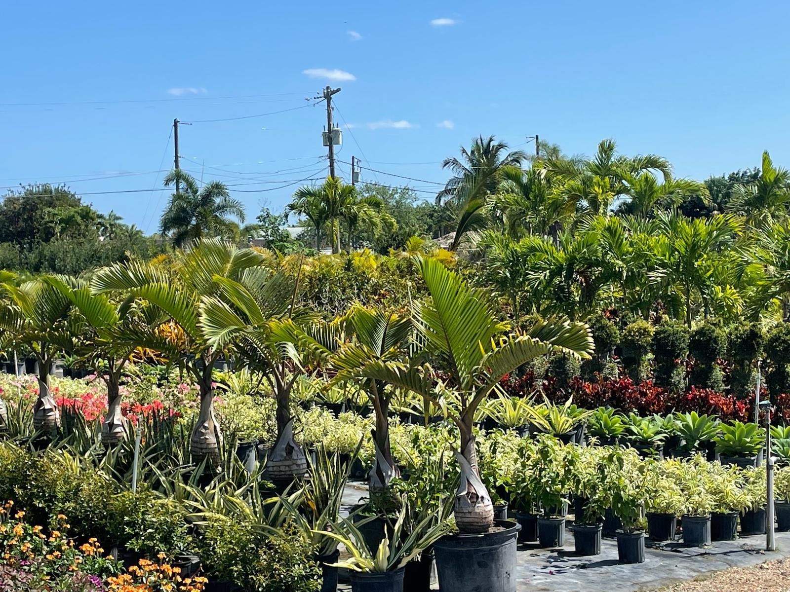 "20-gallon palm tree"