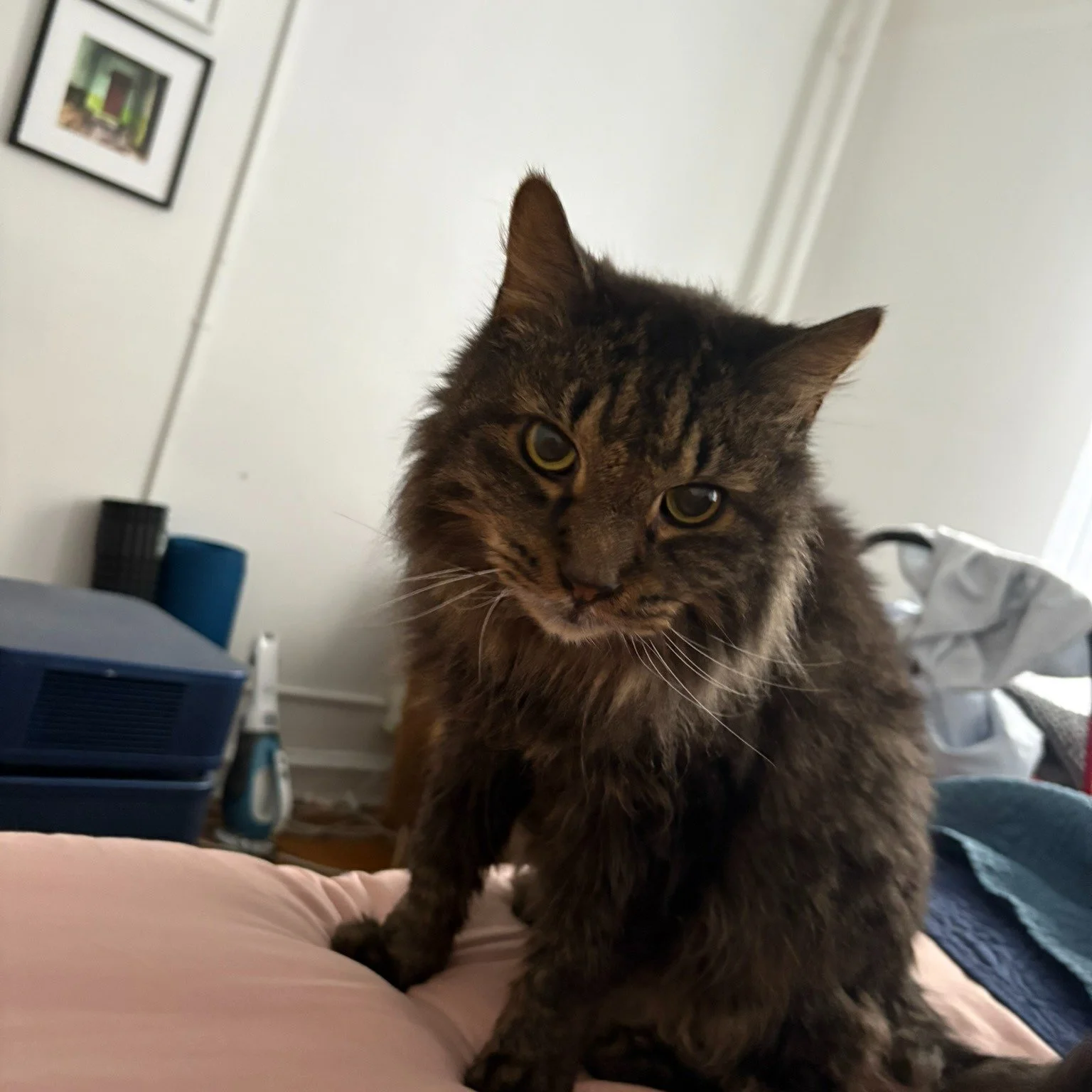 Sunday musings inspired by a NPR Up First Deep Dive: "RFK Jr lauds Italy's addiction treatment. Can it work here?" 
This is Sid. He has gone across the rainbow. But while he was ill, my cat got buprenorphine.  It is wild that Black folks na