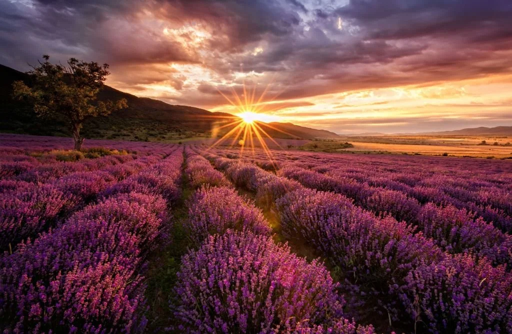 lavender.jpg
