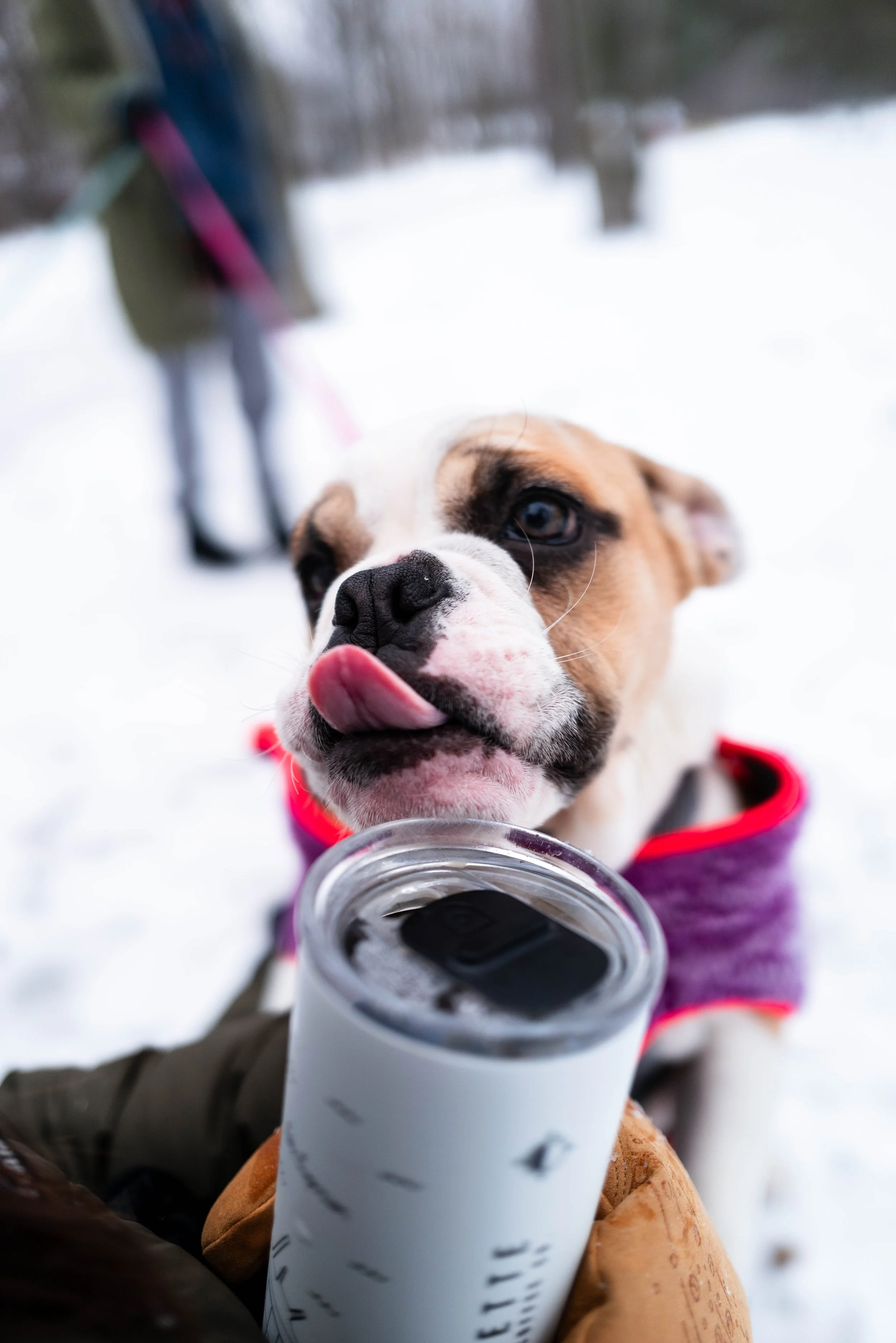 contrast dog park-29.JPG