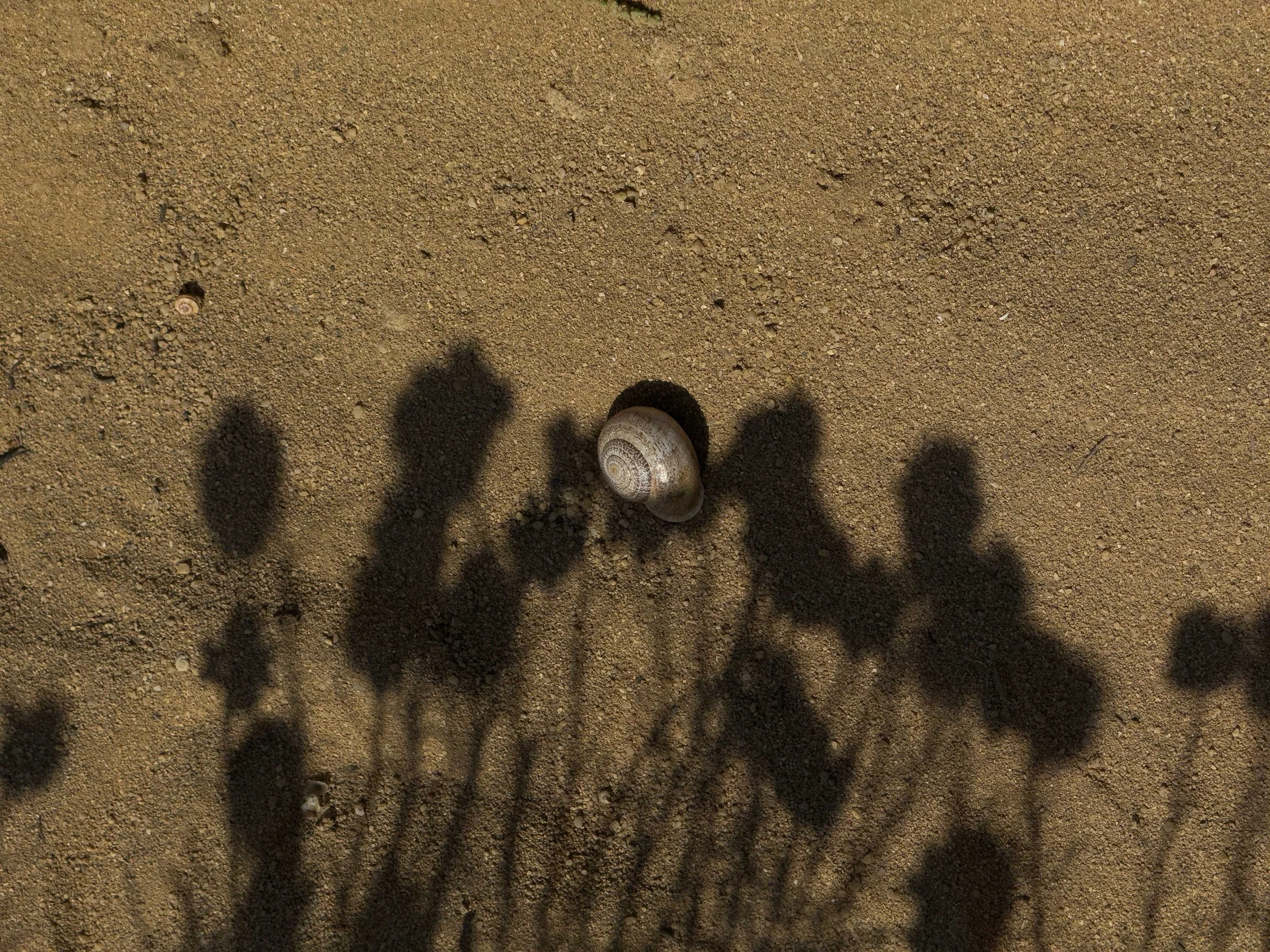 Shadow of a plant on sandy ground with a small seashell in the center.