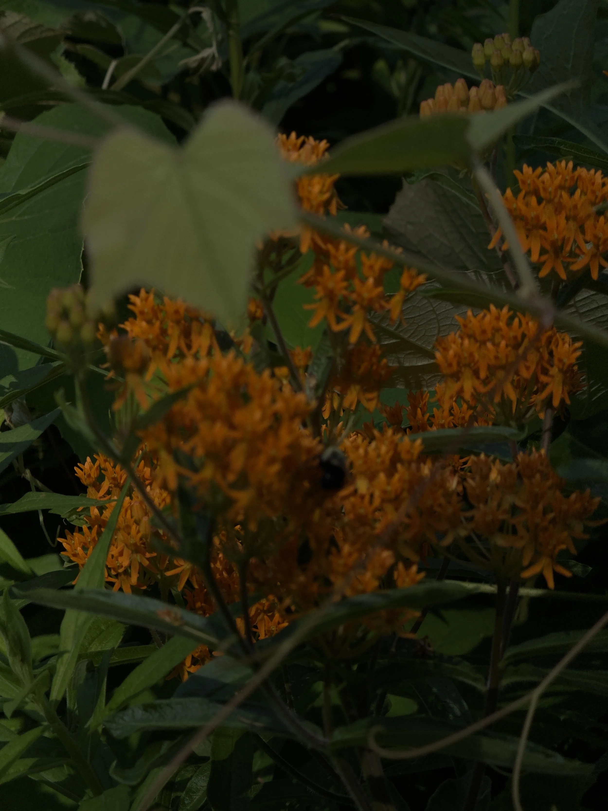 Close-up of orange flowers with green leaves and a blurred butterfly or insect in the center.