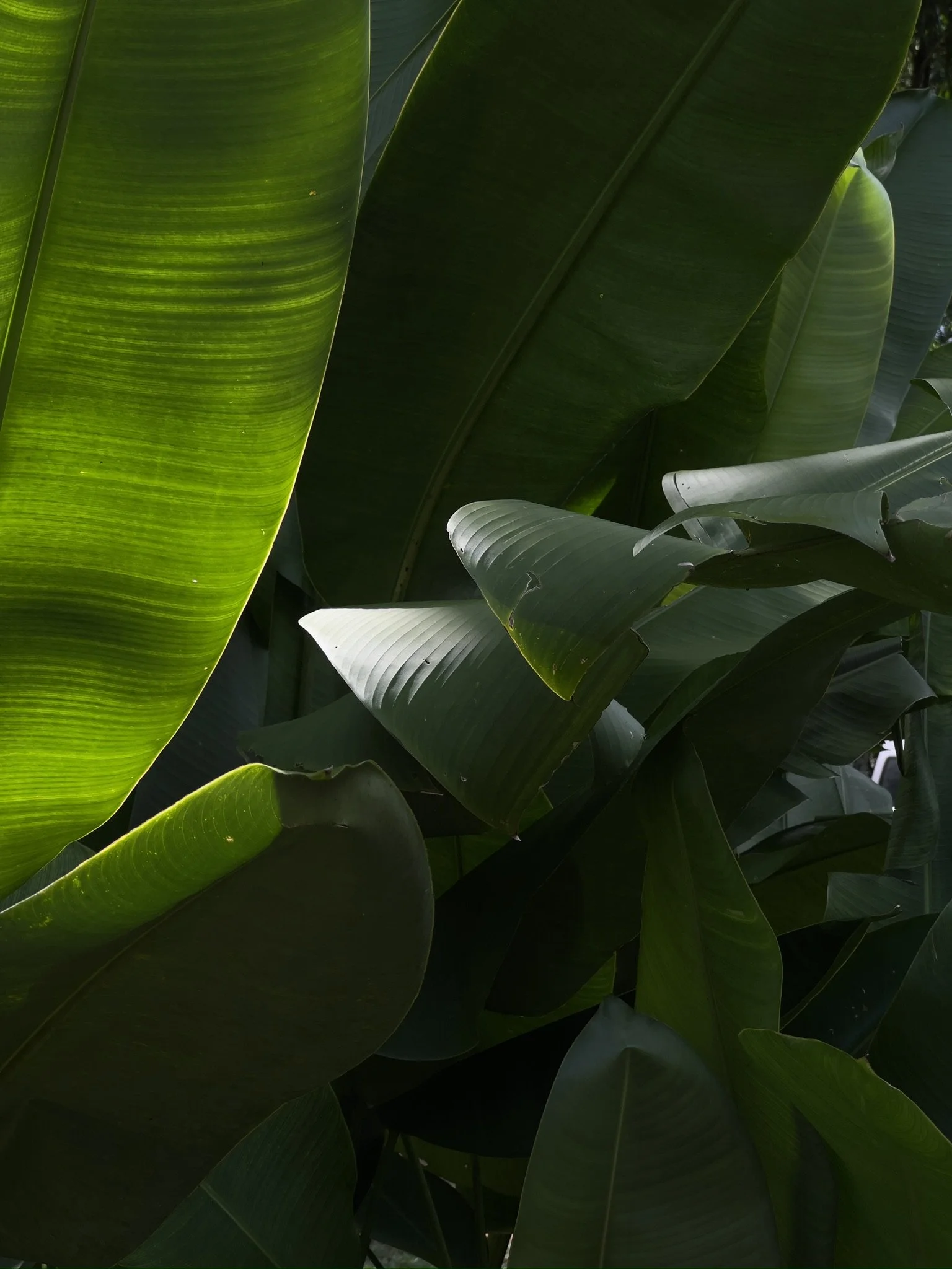 nature leaf sunshine 