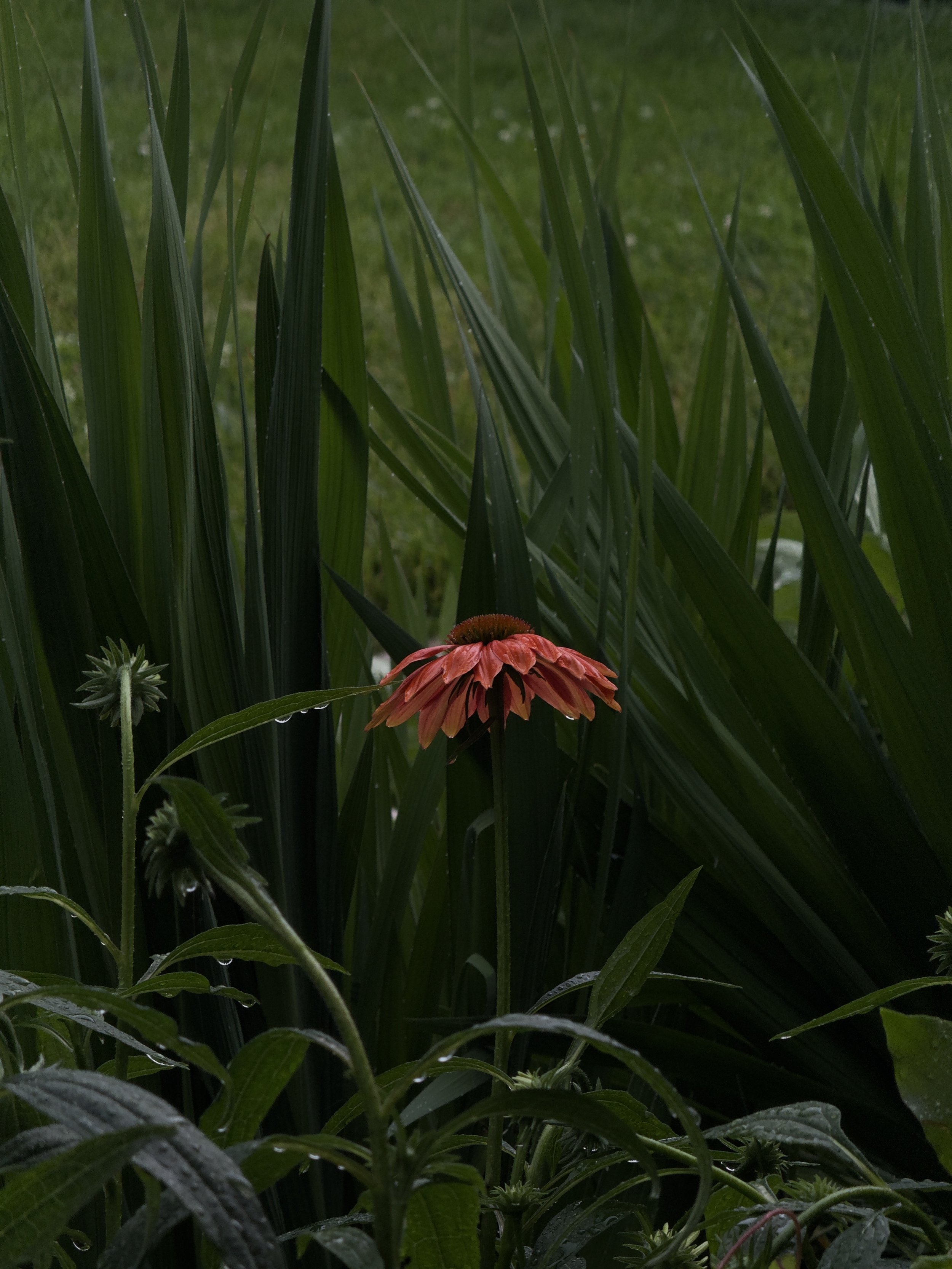 A pinkish-orange flower blooming among green leaves and tall grass.