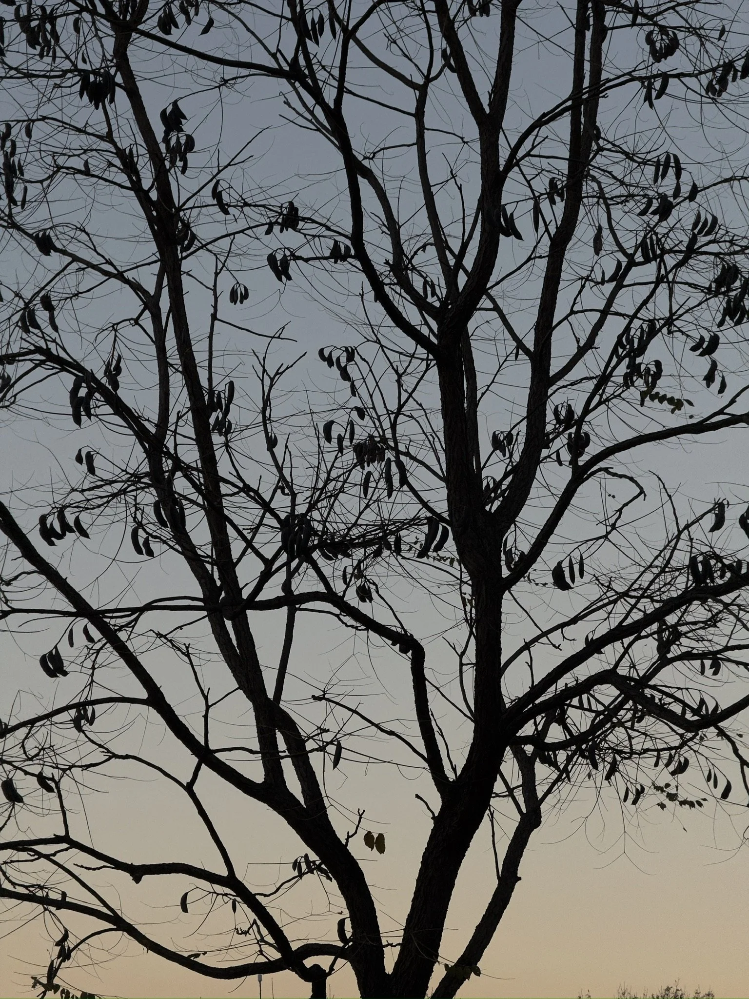 Tree at sunset