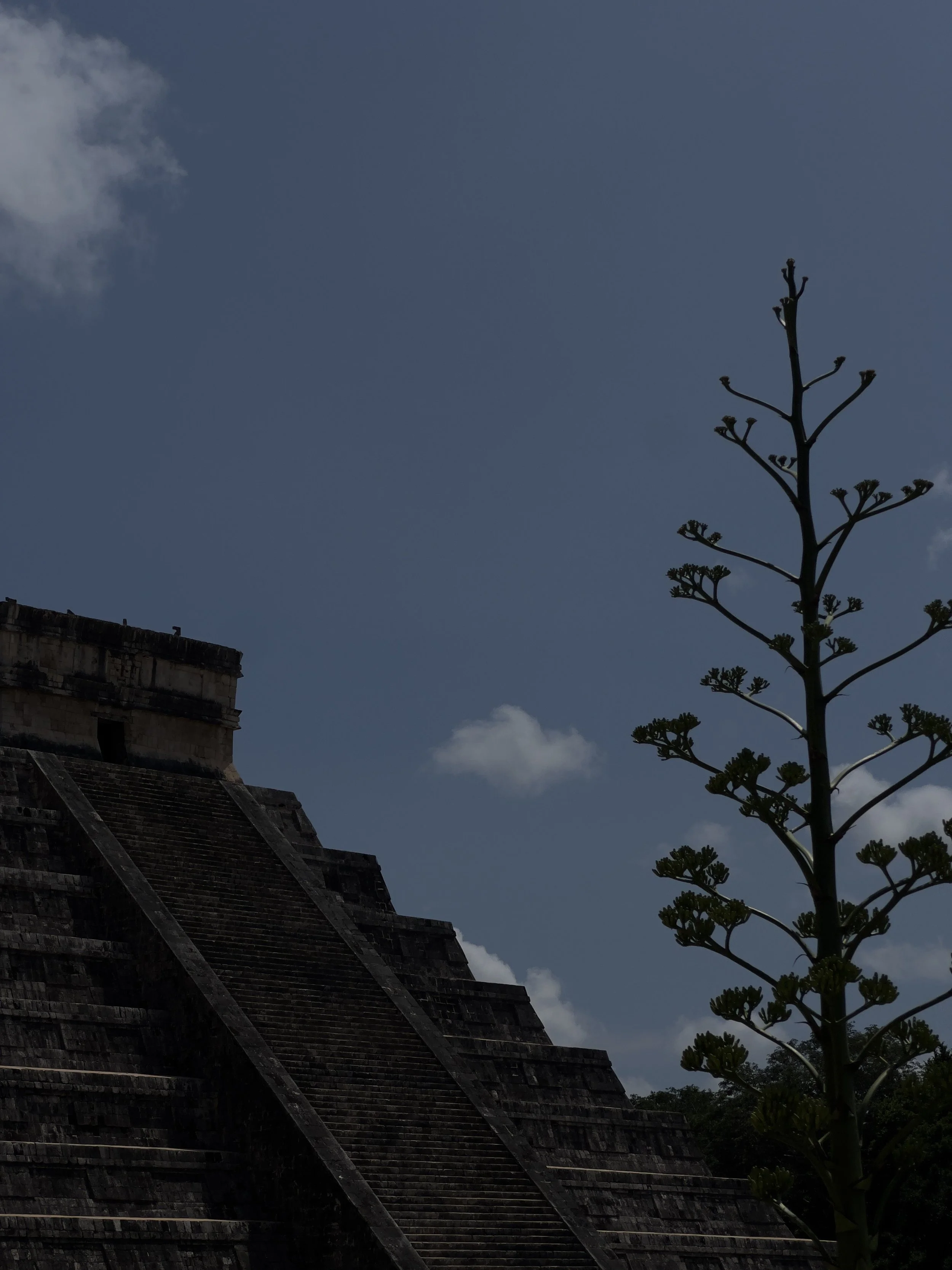 Ancient stone pyramid with a steep stairway and a tall, leafless, flowering plant in the foreground under a partly cloudy blue sky.