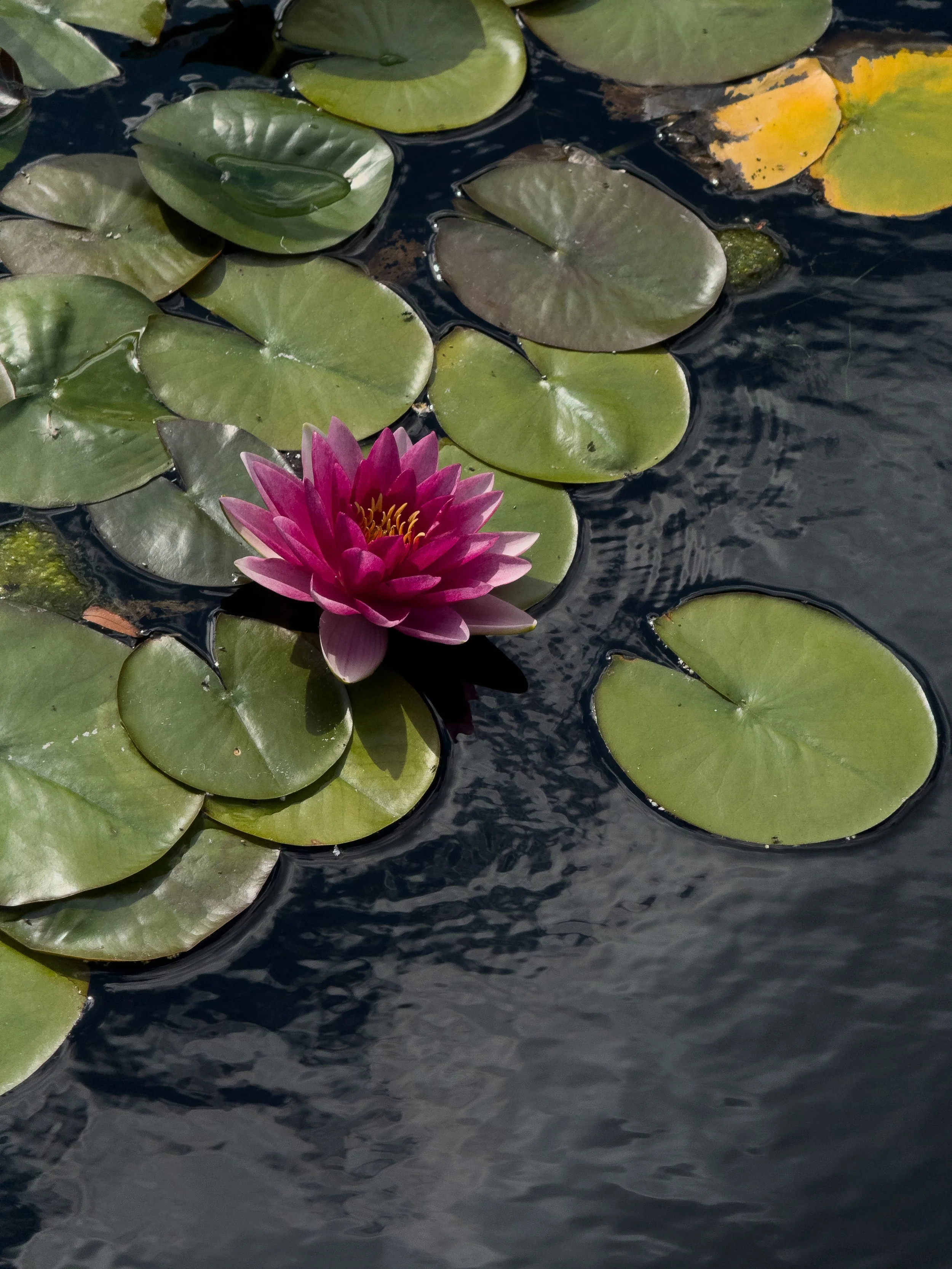 A pink water lily flower floating among green lily pads on dark water.