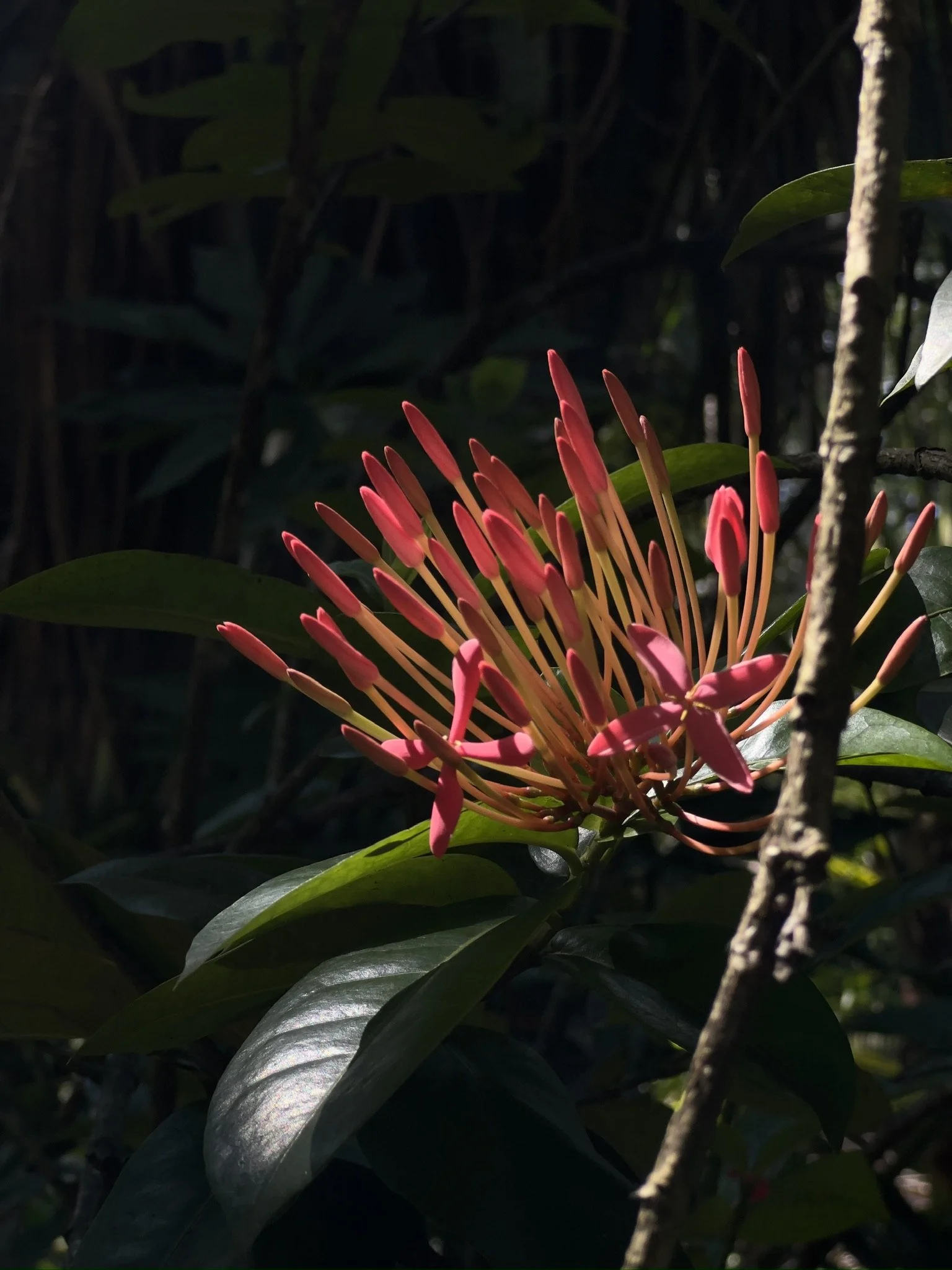 Bright pink flower with long slender petals on dark green leaves, partially in shadow.