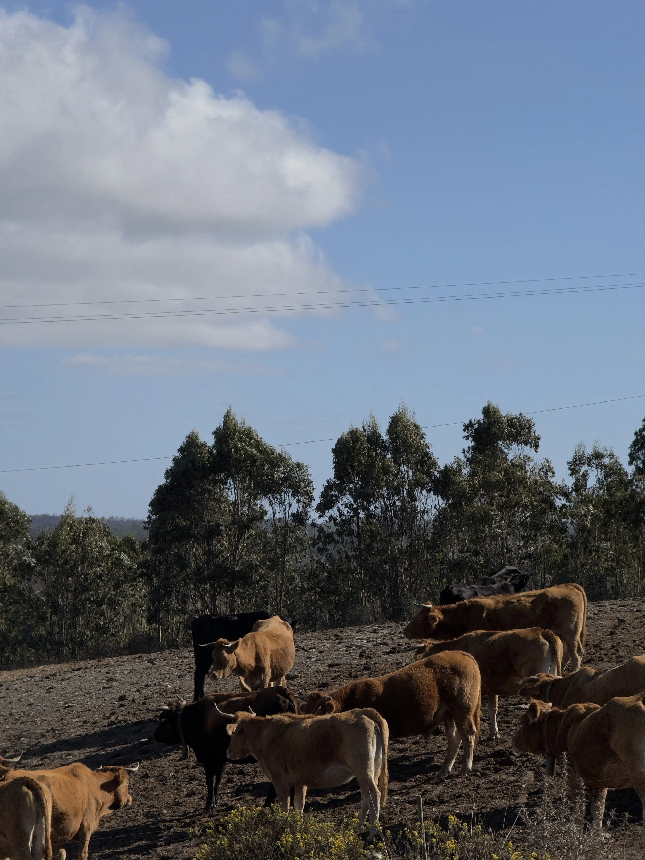 Group of cows grazing on a dirt field with trees and a blue sky with clouds in the background.