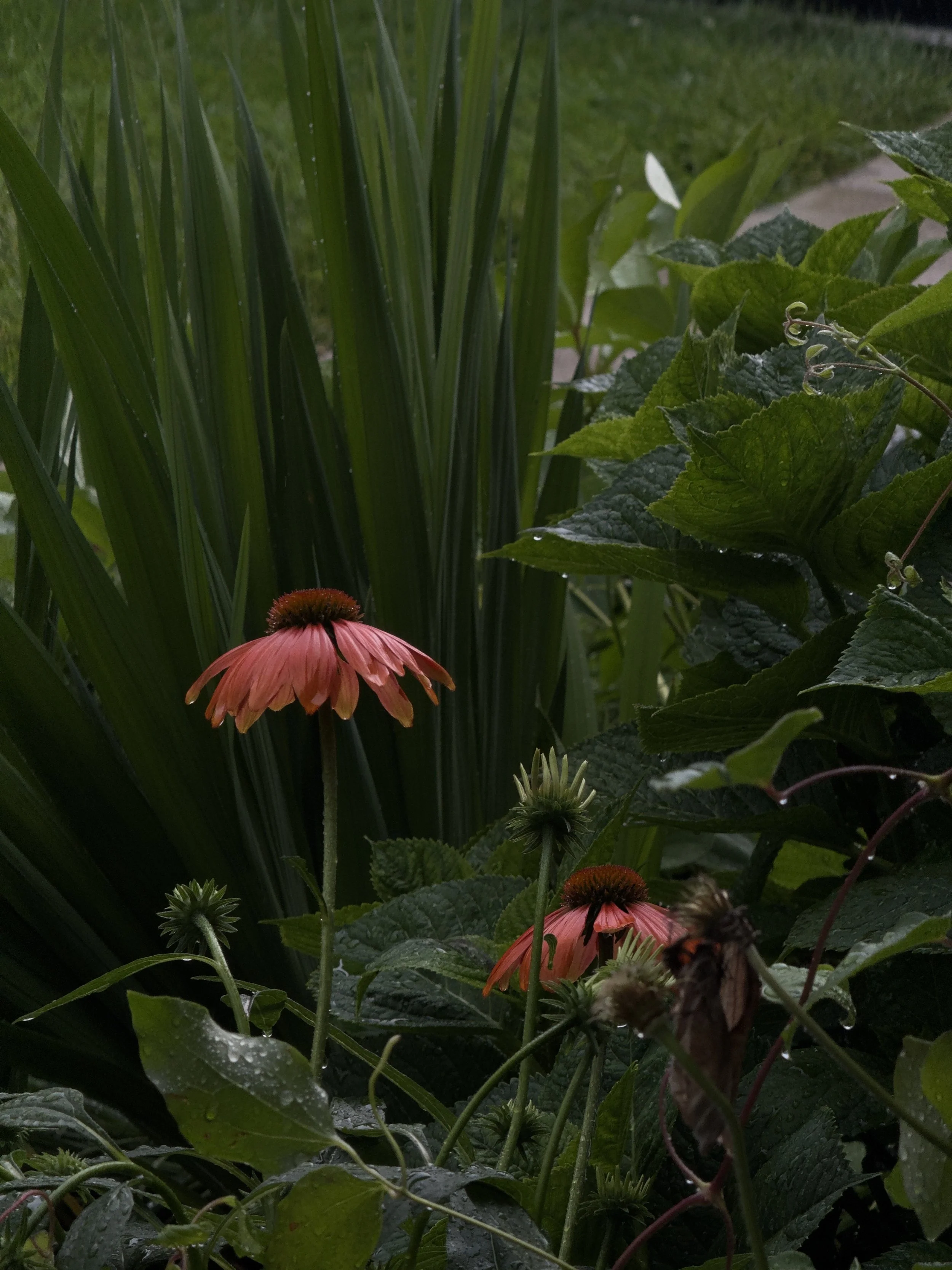 Nature Rainfall Flowers Springtime