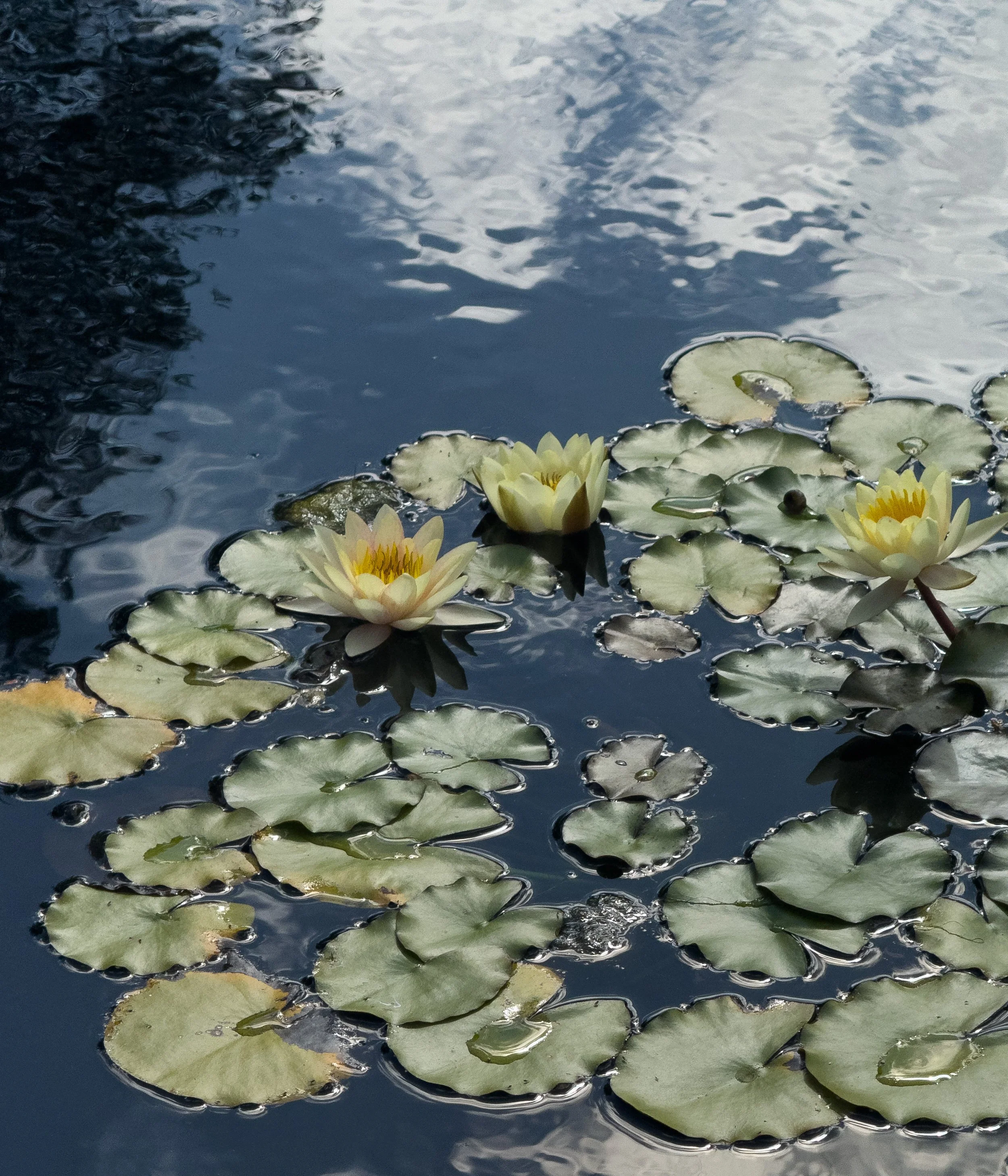 Lotus Flower Lily Pond