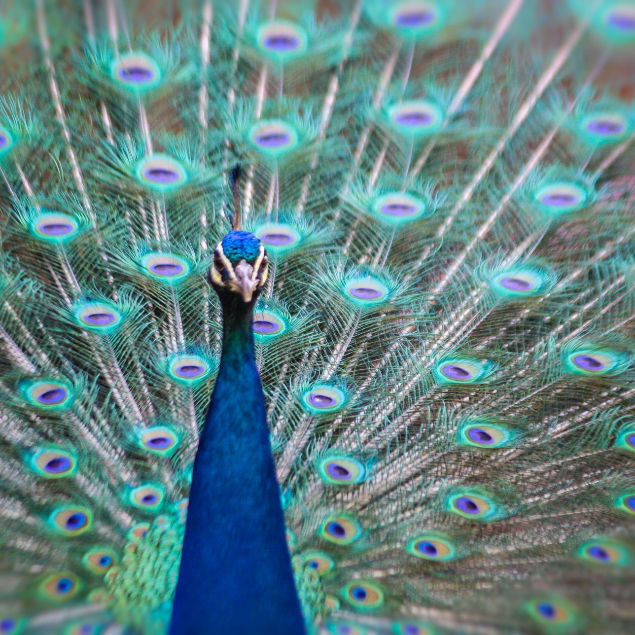 Strut.jpg