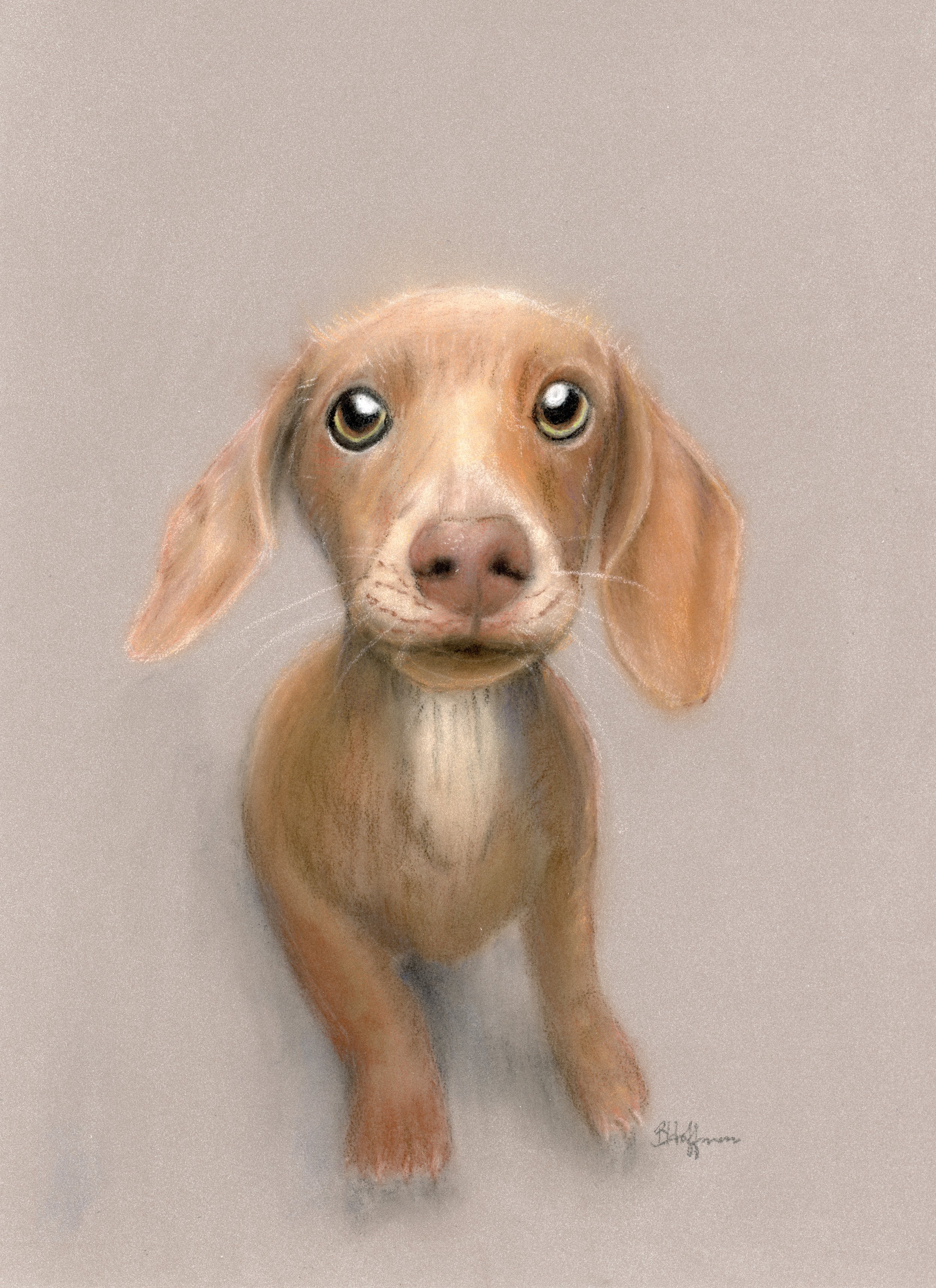 DachshundPup.jpg