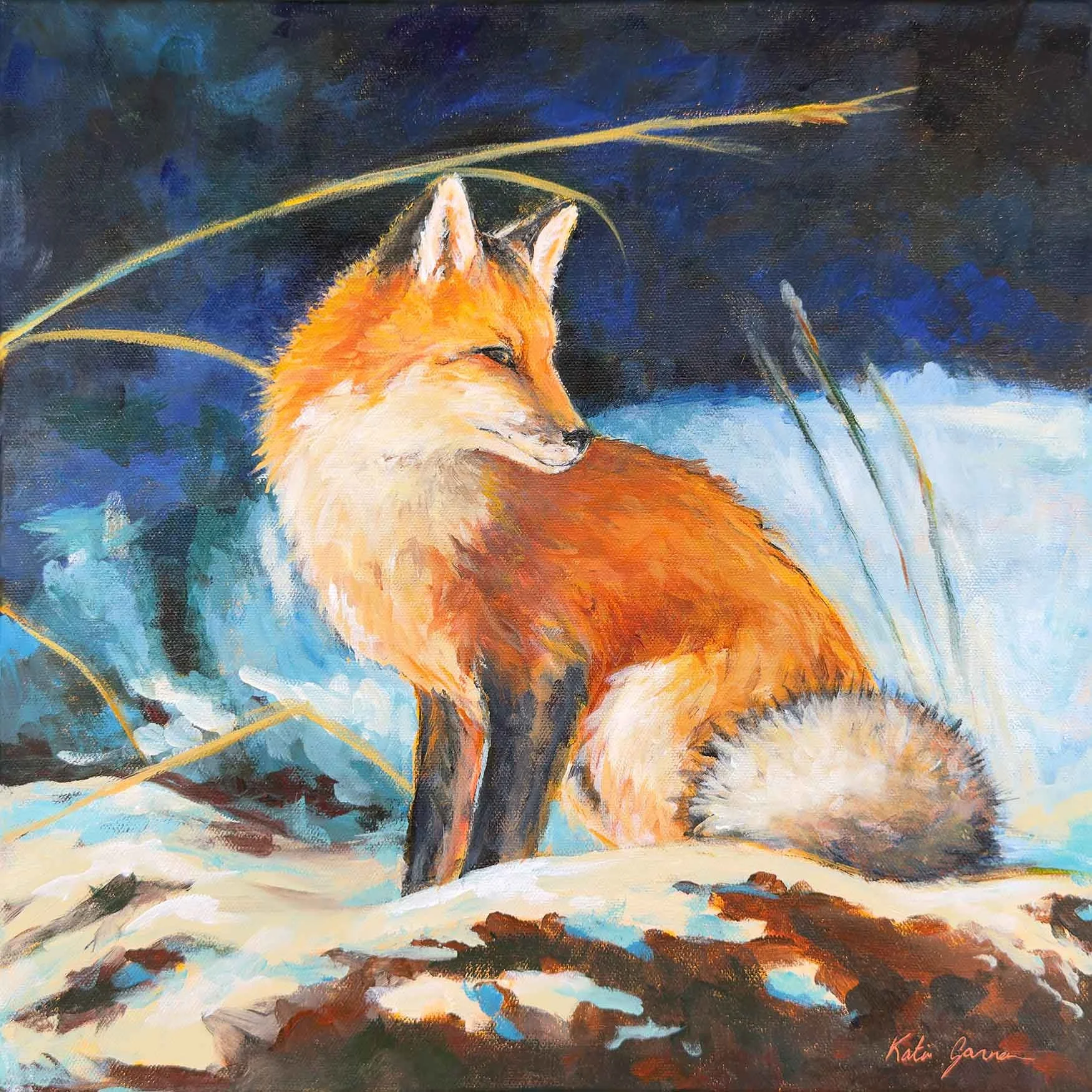 Fox, 16 x 16 acrylic painting of a Red Fox painted by Katie Garner and based on a photograph by Brittany Crossman.
