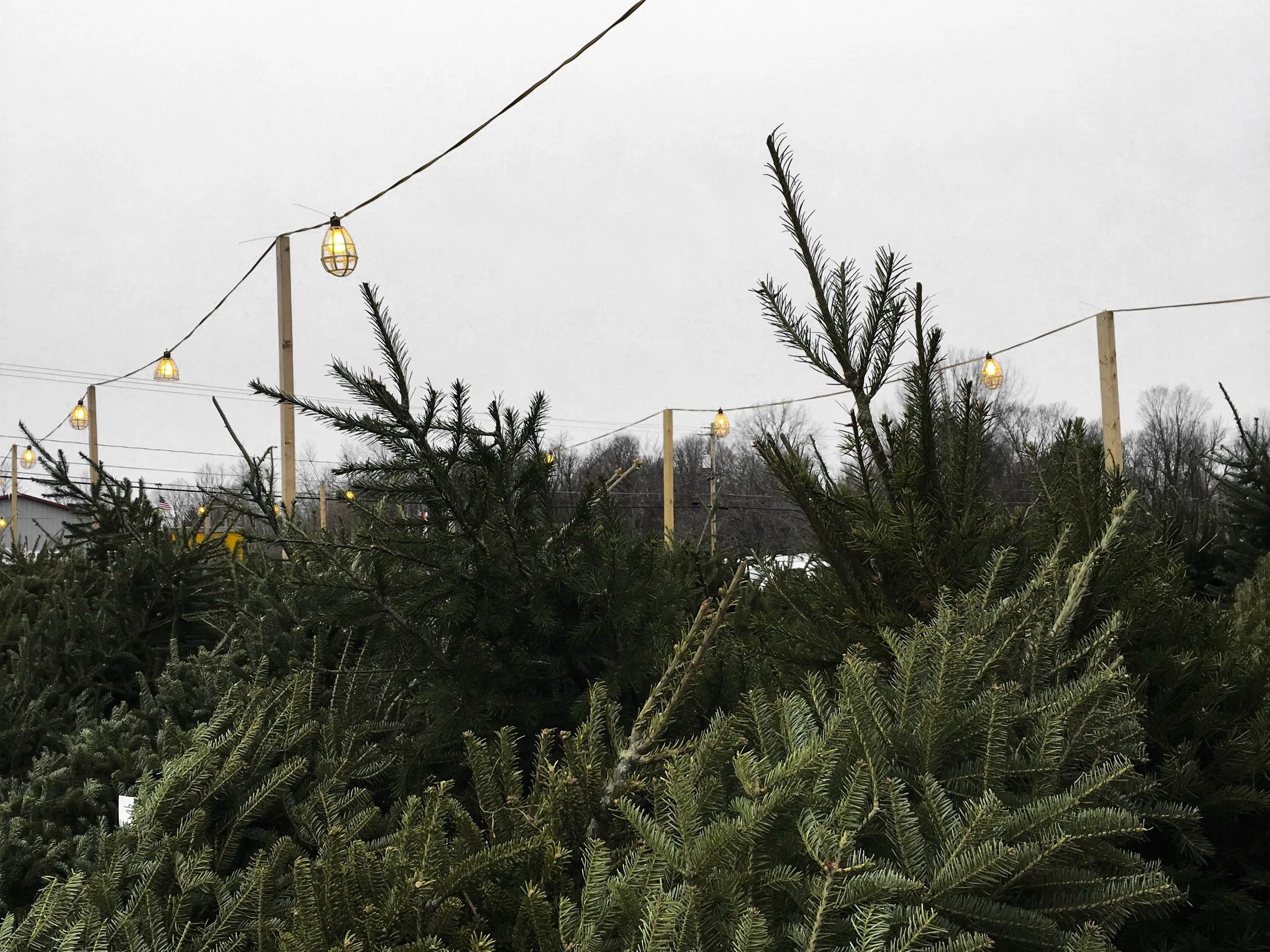 Where to Go Christmas Tree Shopping in San Francisco