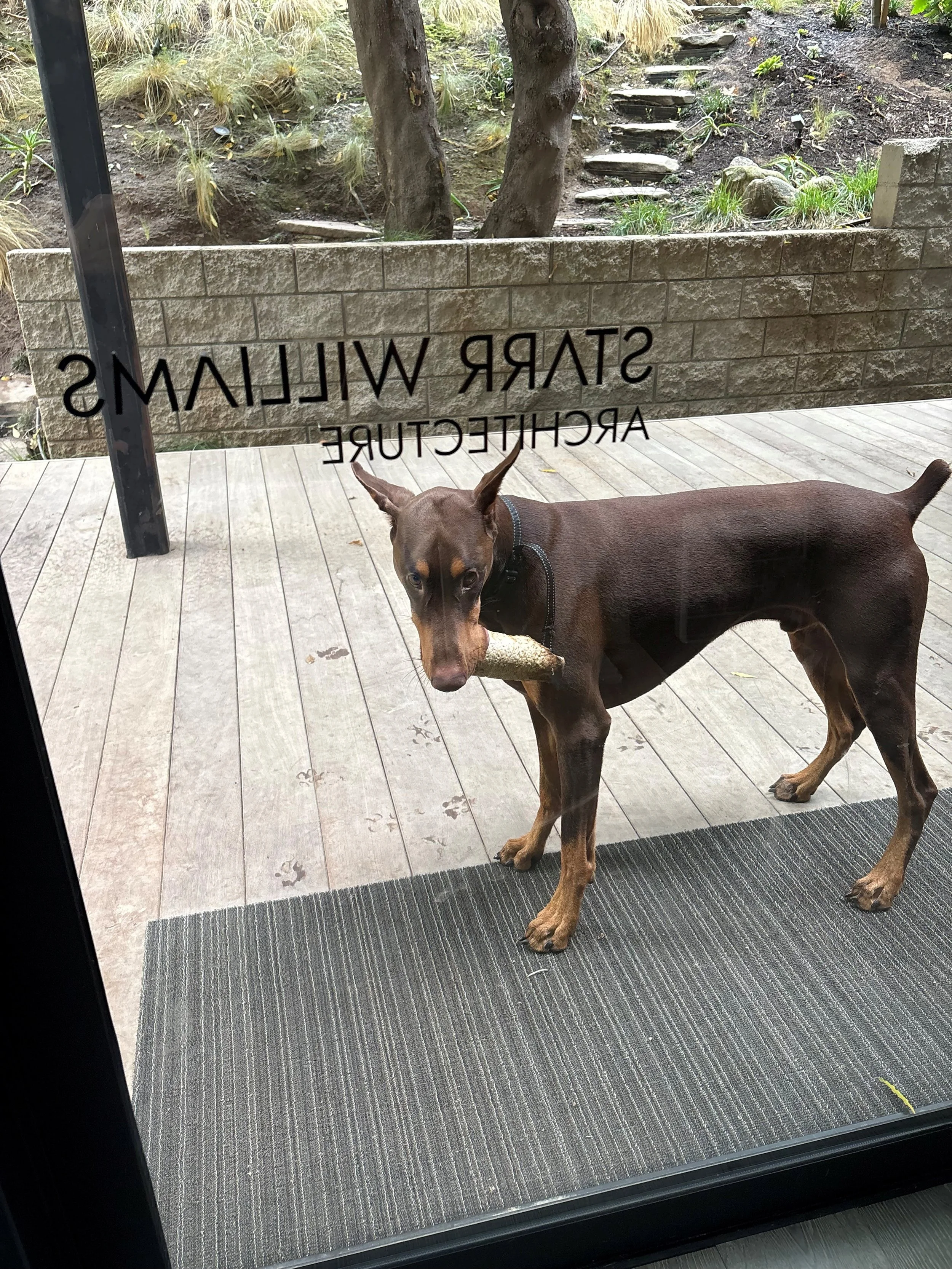 dog.jpg