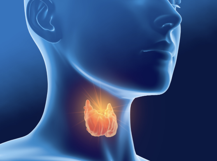 Thyroid Hormone 101